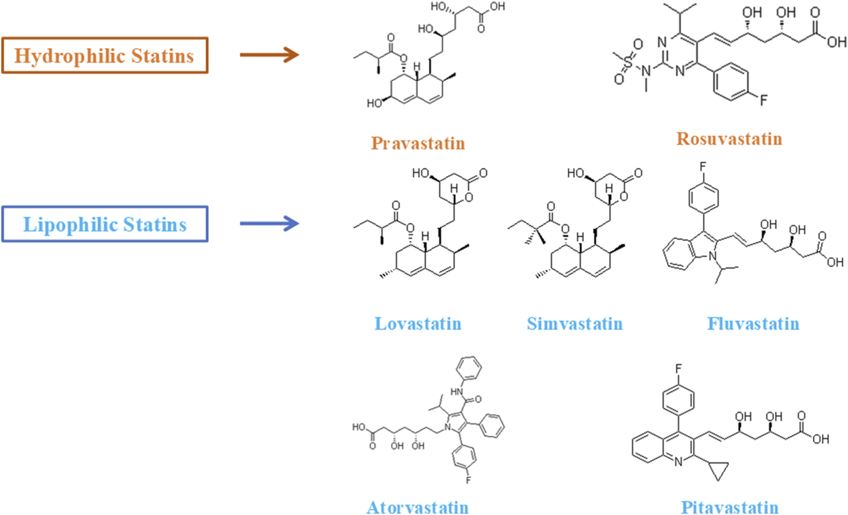 Chemical structures of hydrophilic and lipophilic statins. Hydrophilic statins include pravastatin and rosuvastatin, shown with their chemical structures. Lipophilic statins include lovastatin, simvastatin, fluvastatin, atorvastatin, and pitavastatin, each displayed with corresponding structural formulas.