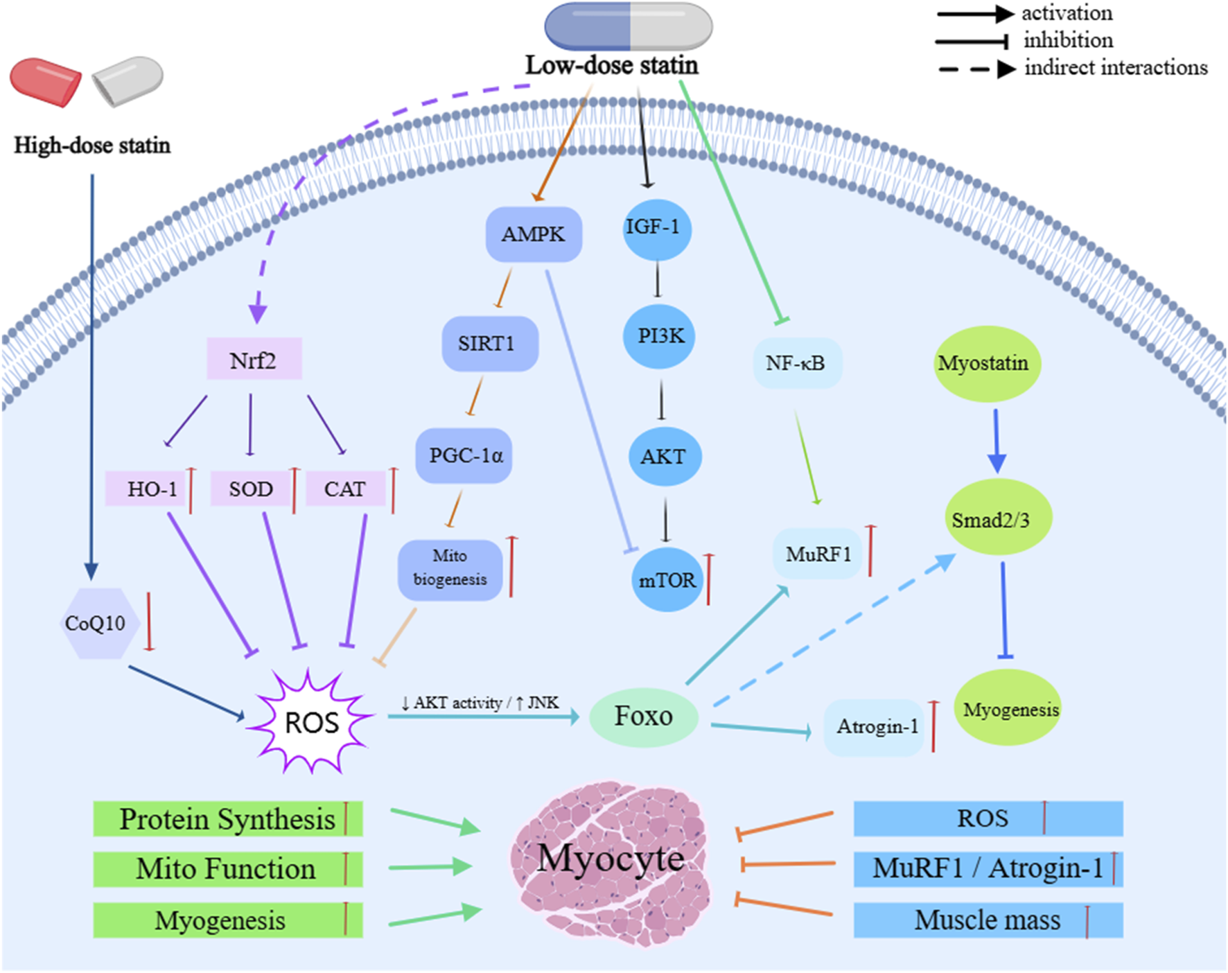 Diagram illustrating the effects of high-dose and low-dose statins on myocytes. High-dose statins activate Nrf2, influencing HO-1, SOD, and CAT pathways, and reduce CoQ10 and ROS levels. Low-dose statins impact pathways involving AMPK, SIRT1, and IGF-1, which affect PI3K, AKT, mTOR, NF-kB, and MuRF1. Myostatin through Smad2/3 affects myogenesis. Outcomes include changes in protein synthesis, mitochondrial function, myogenesis, and muscle mass. Black, green, and dashed arrows indicate activation, inhibition, and indirect interactions, respectively.