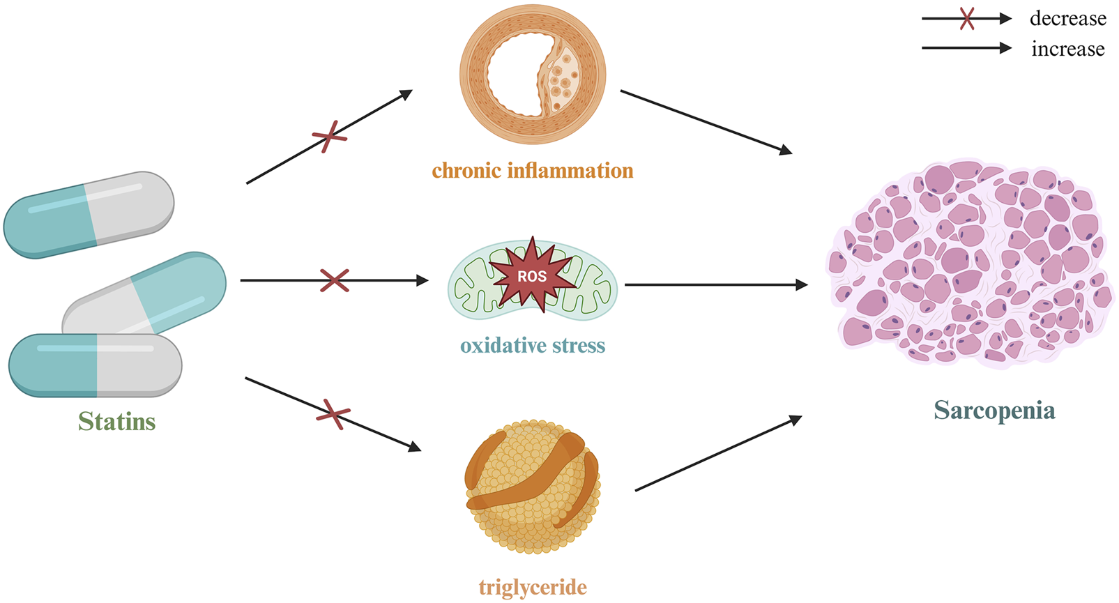 Diagram illustrating the effects of statins on chronic inflammation, oxidative stress, and triglyceride levels, impacting sarcopenia. Statins decrease chronic inflammation and triglyceride levels while also impacting oxidative stress related to sarcopenia, indicated by arrows showing increases or decreases.
