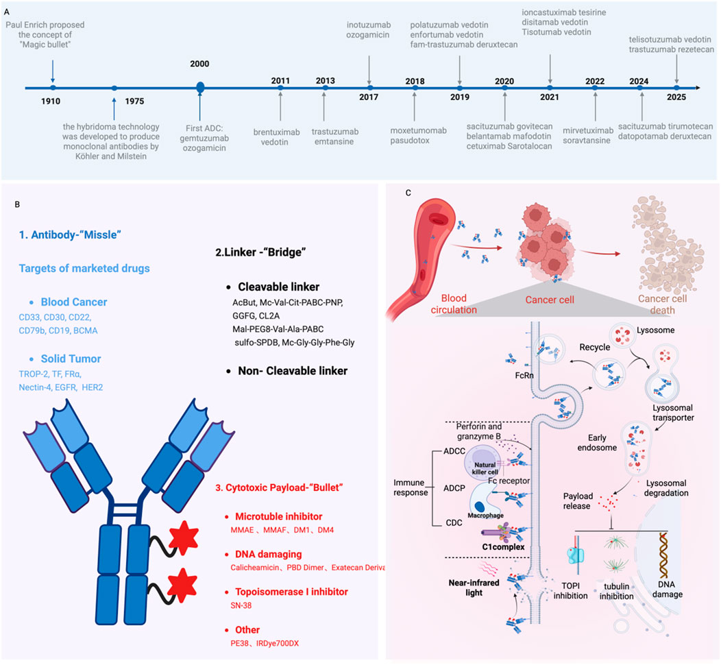 A three-panel infographic on antibody-drug conjugates (ADCs). Panel A: A timeline from 1910 to 2025, highlighting key developments in ADCs. Panel B: Components of ADCs, including antibodies targeting cancer, linkers (cleavable and non-cleavable), and cytotoxic payloads. Panel C: A visual of ADCs in action, showing blood circulation, targeting cancer cells, and mechanisms of cell death, including lysosomal degradation, immune response, and DNA damage pathways.