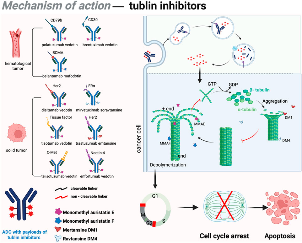 Diagram illustrating the mechanism of action of tubulin inhibitors in cancer treatment. Antibody-drug conjugates (ADC) with tubulin inhibitor payloads target hematological and solid tumor antigens, allowing cellular entry. Inside the cancer cell, the inhibitors disrupt microtubule dynamics by depolymerizing tubulin, leading to cell cycle arrest and apoptosis. Legend indicates the use of cleavable and non-cleavable linkers, and distinguishes different tubulin inhibitor types.