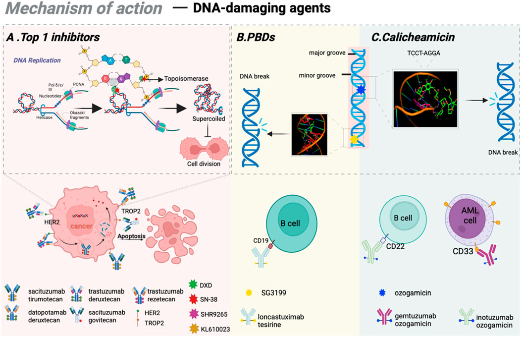 Diagram illustrating the mechanism of action of DNA-damaging agents. It includes three main sections: A) Top 1 inhibitors, showing the DNA replication with topoisomerase action leading to supercoiled DNA and cell division. B) PBDs, depicting DNA strand breakage linked to structural DNA details. C) Calicheamicin, showing DNA groove binding and specific sequence interaction. Below, antibody-drug conjugates target cancer cells: anticancer antibodies sacituzumab, trastuzumab, and datopotamab with targets HER2 and TROP2, affecting cell apoptosis. Additional drugs with targets CD19, CD22, and CD33 interact with B and AML cells, noted with drug icons.
