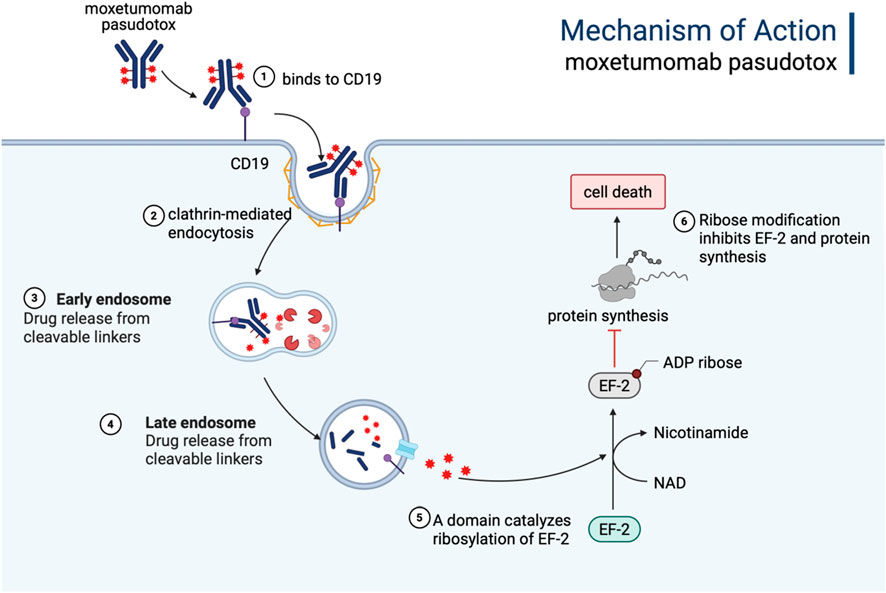 Mechanism of action for moxetumomab pasudotox. The drug binds to CD19, undergoes clathrin-mediated endocytosis, and releases from cleavable linkers in early and late endosomes. It then catalyzes the ribosylation of EF-2, inhibiting protein synthesis and leading to cell death.