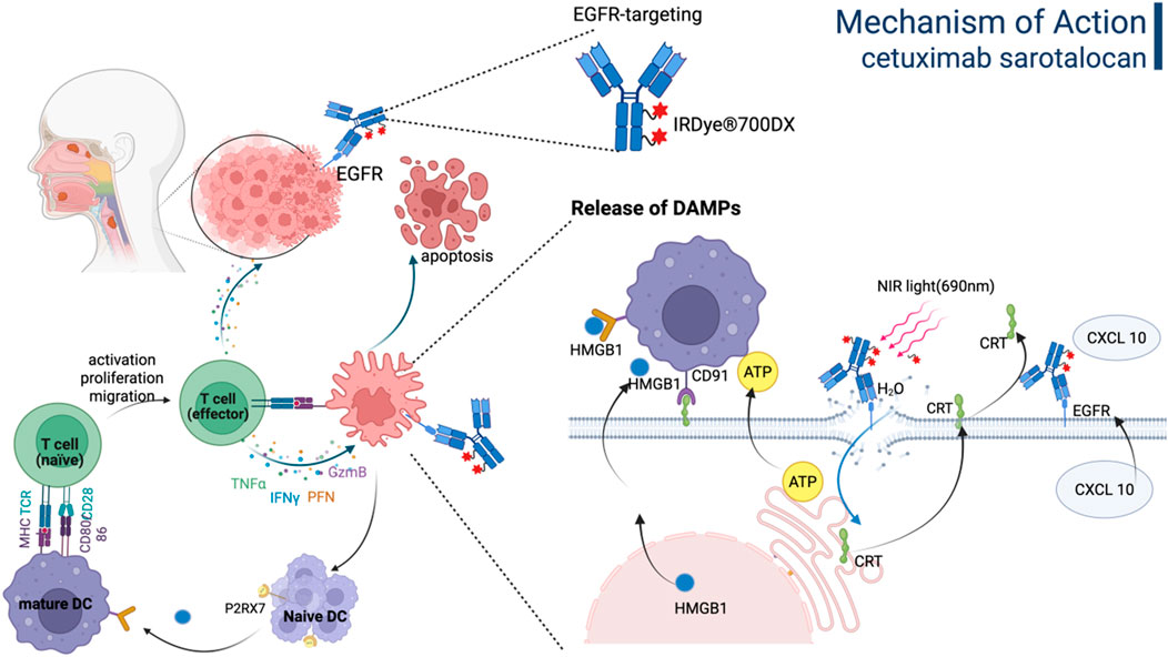 Illustration showing the mechanism of action for cetuximab sarotalocan. The diagram details EGFR-targeting and the release of damage-associated molecular patterns (DAMPs). Cetuximab binds EGFR, leading to apoptosis and DAMP release including ATP, HMGB1, and CRT. Near-infrared light activation facilitates processes like T cell activation, proliferation, and migration. Elements like T cells, dendritic cells, and cytokines such as TNF, IFNγ, and CXCL10 are depicted interacting with various receptors. The flow of immune signaling and molecular dynamics is visualized comprehensively.