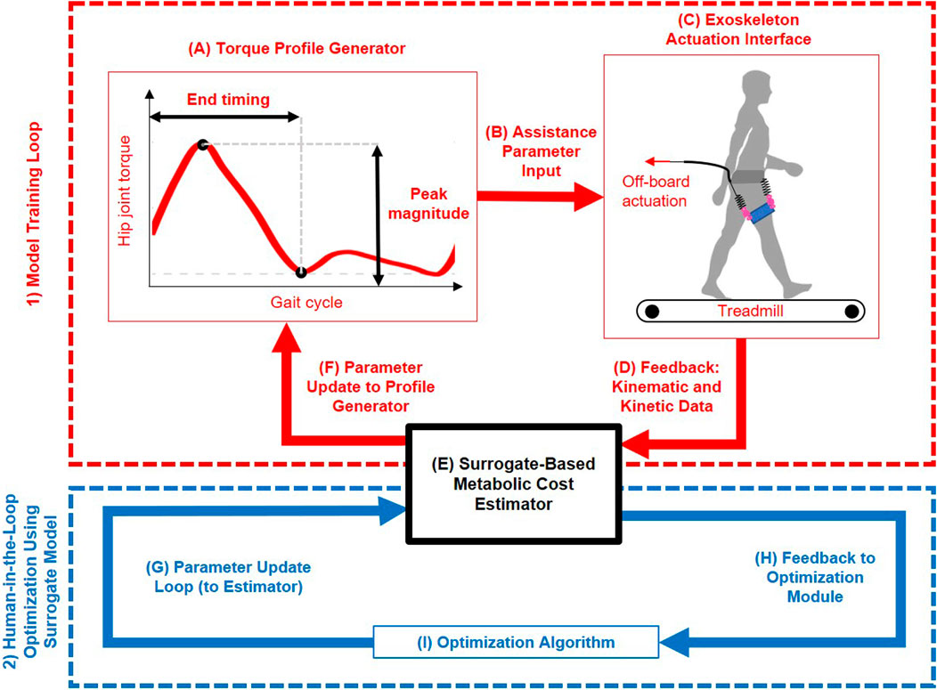 Flowchart depicting a model training and human-in-the-loop optimization loop for an exoskeleton system. The model training loop includes a torque profile generator, exoskeleton actuation interface with a treadmill, assistance parameter input, feedback for kinematic and kinetic data, surrogate-based metabolic cost estimator, and parameter update to profile generator. The human-in-the-loop optimization uses a surrogate model connected to the optimizer, with parameter and feedback loops. Dotted lines separate model training and optimization processes, indicating iterative updates and data flow.