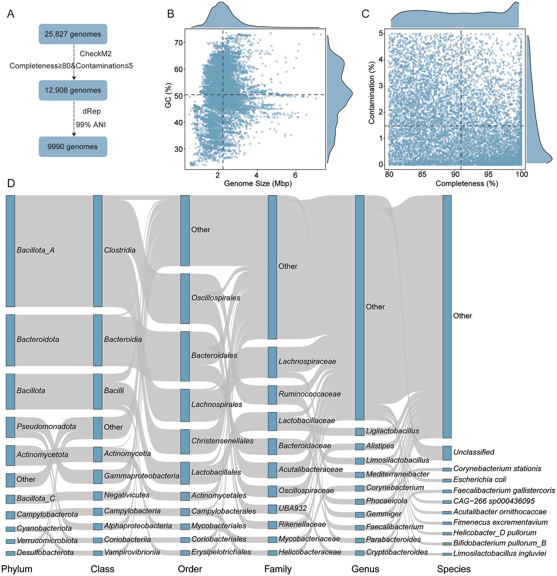 Flowchart and scatter plots related to genome analysis. Panel A shows a process starting with 25,827 genomes filtered down to 9,990. Panel B is a scatter plot correlating genome size with QC percentage. Panel C is a scatter plot showing contamination versus completeness. Panel D is a Sankey diagram illustrating taxonomic classification from phylum to species.