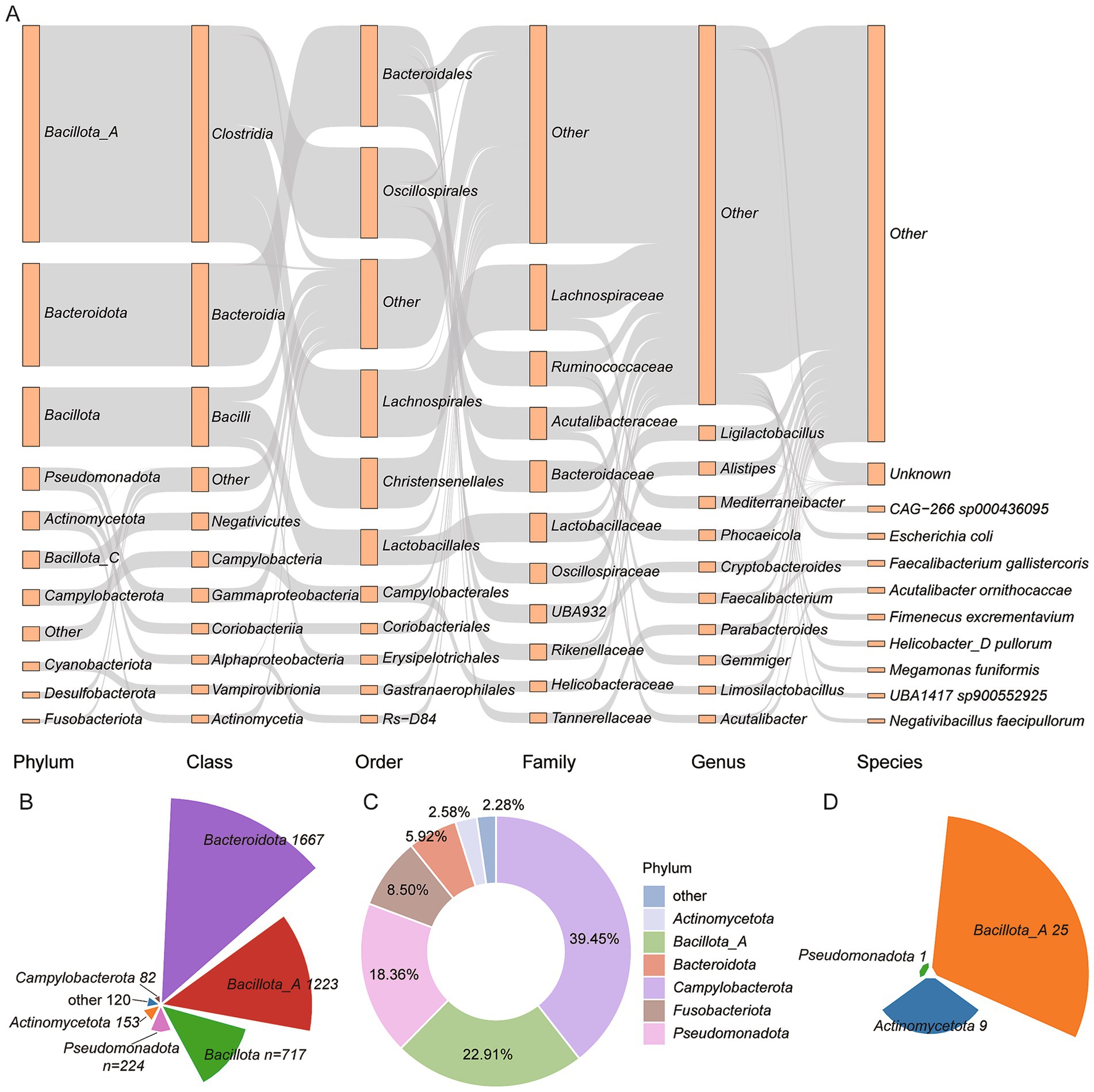 Panel A is a Sankey diagram showing the flow of microbial hierarchy from phylum to species. Panel B is a pie chart illustrating the distribution of microbial classes, with Bacteroidota being the most abundant. Panel C is a donut chart showing phylum abundance percentages, with