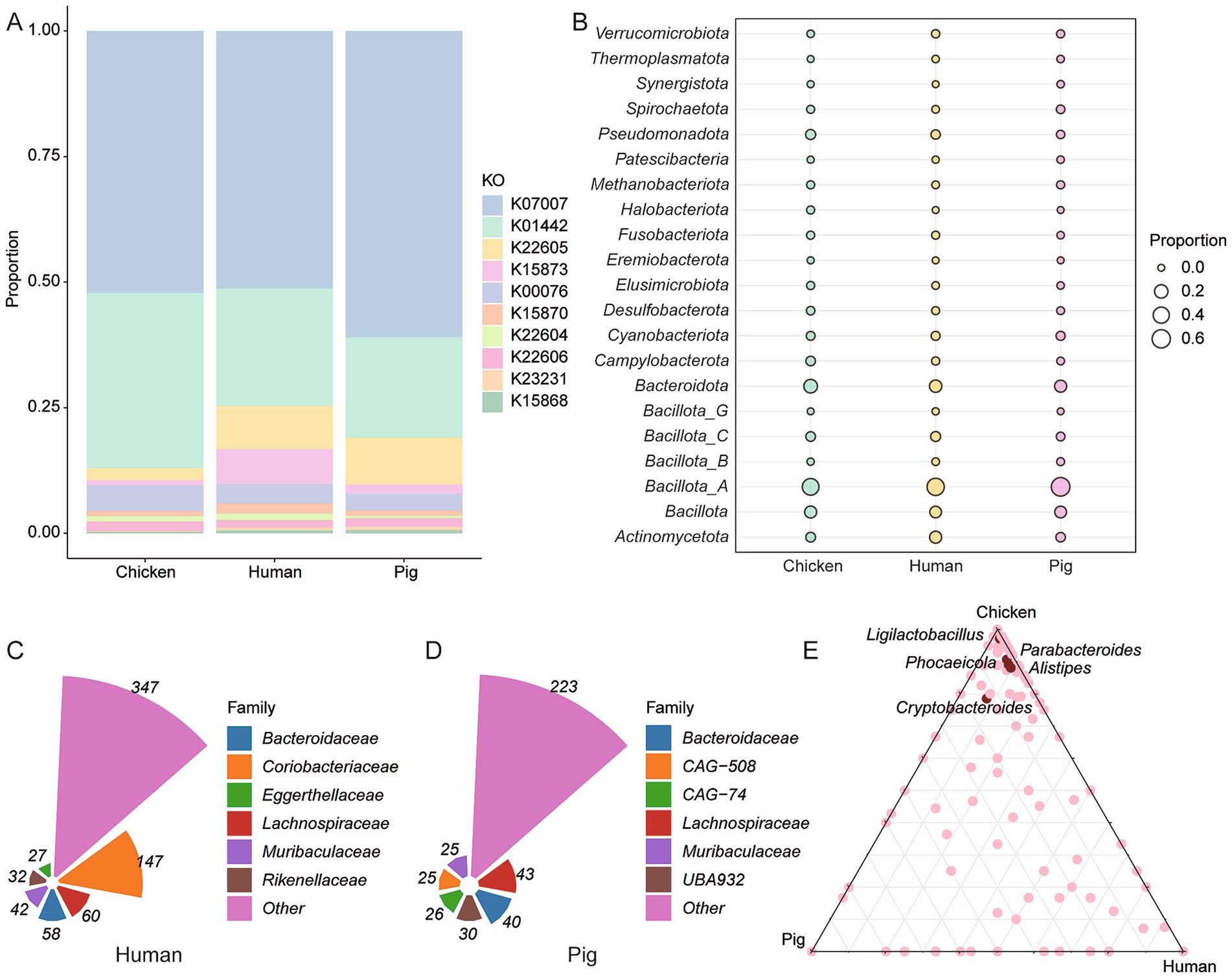 Five-part image depicting data visualization of microbiome compositions in chicken, human, and pig. Panel A shows a stacked bar chart with varying proportions of KOs across species. Panel B displays a bubble chart indicating the proportion of various microbial taxa. Panel C is a pie chart of human data showing the distribution of microbial families. Panel D presents a pie chart for pig data. Panel E illustrates a ternary plot comparing the presence of specific microbial genera among the species. Different colors and sizes denote microbial categories and proportions.