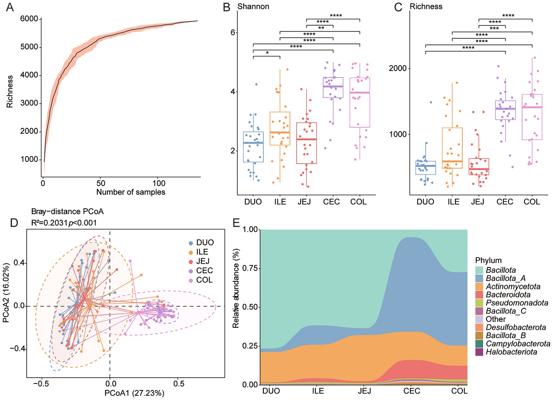 Graphs depicting microbial diversity across different intestinal regions. A: Line graph showing species richness increasing with sample size. B: Box plots of Shannon diversity index for DUO, ILE, JEJ, CEC, COL, with significant differences indicated. C: Box plots of richness for the same regions, highlighting significant differences. D: Bray-Curtis PCoA plot showing clustering of samples by region with ellipses. E: Stacked area chart illustrating relative abundance of various phyla across regions: DUO, ILE, JEJ, CEC, COL.