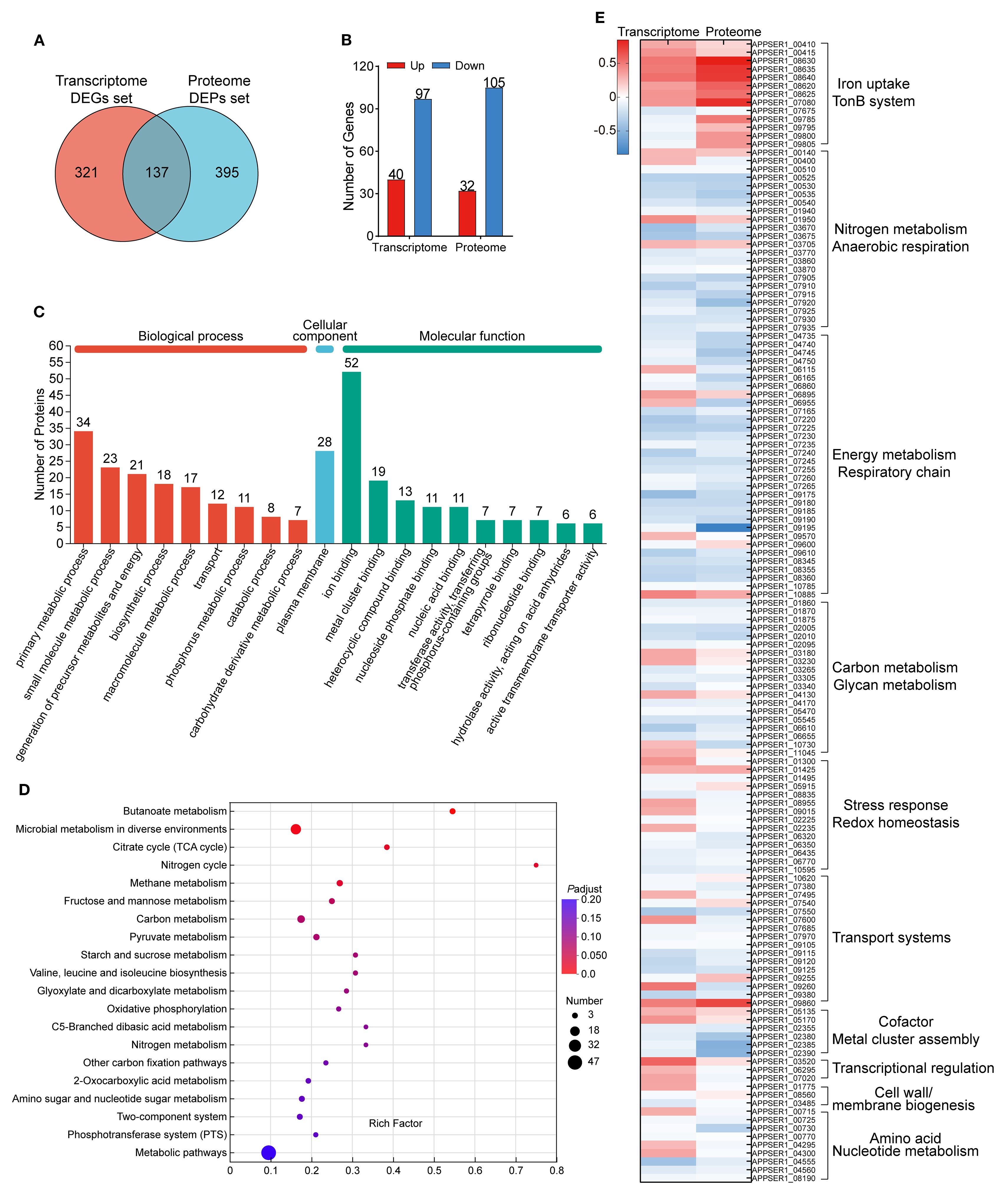 Multi-panel scientific figure analyzing gene and protein data. Panel A shows a Venn diagram comparing differentially expressed genes (DEGs) and differentially expressed proteins (DEPs). Panel B features a bar graph indicating the number of upregulated and downregulated genes for transcriptome and proteome. Panel C presents a bar graph categorizing proteins into biological processes, cellular components, and molecular functions. Panel D is a bubble chart displaying various metabolic pathways with significance denoted by color and size. Panel E contains a heatmap contrasting transcriptome and proteome data, annotated with biological functions like metabolism and transport systems.