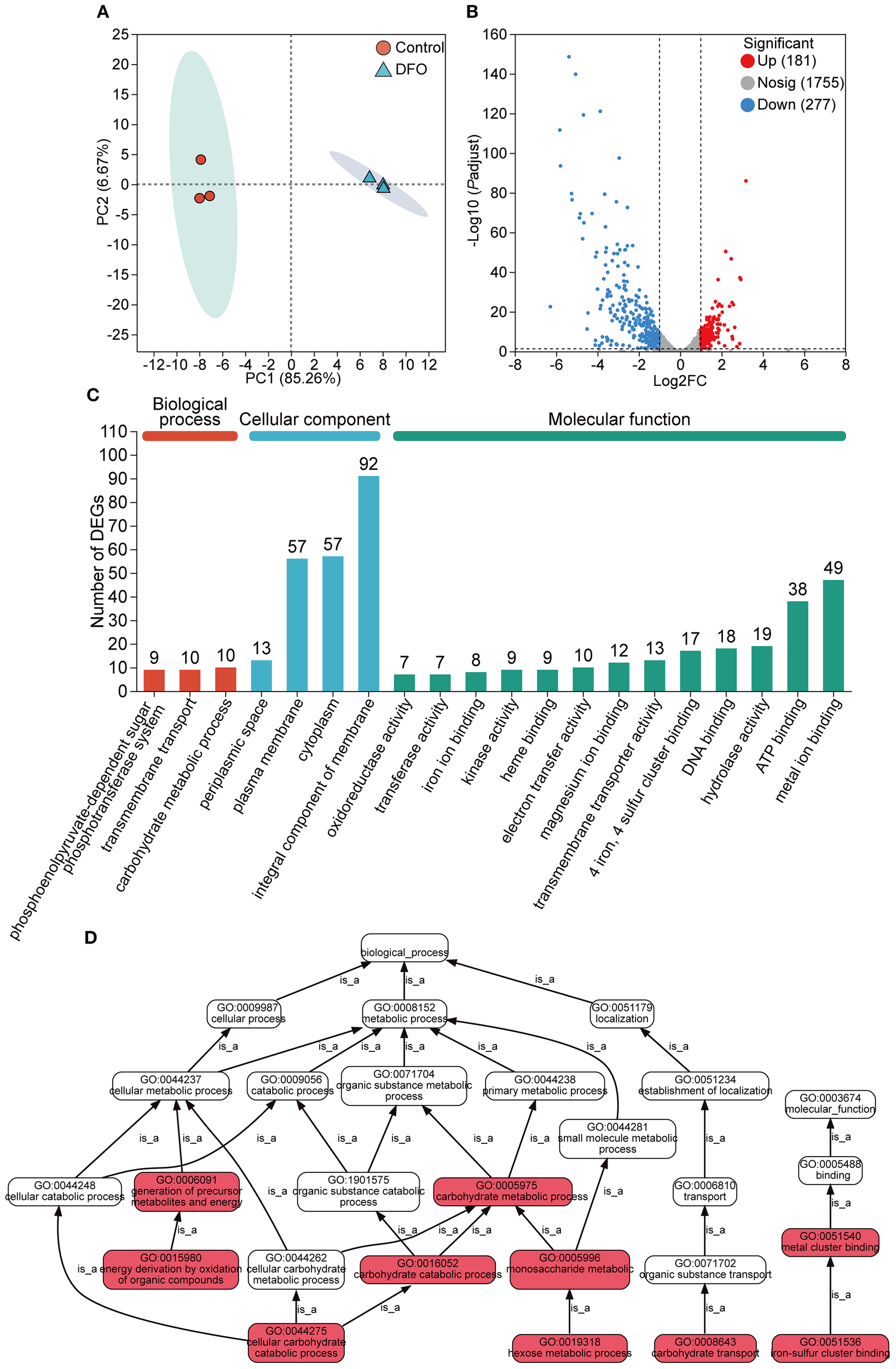 Panel A: PCA plot showing separation between control (red circles) and DFO-treated (blue triangles) groups. Panel B: Volcano plot showing differentially expressed genes with significant genes in red and blue. Panel C: Bar graph detailing the number of differentially expressed genes across biological processes, cellular components, and molecular functions. Panel D: Gene ontology network with highlighted pathways in red.
