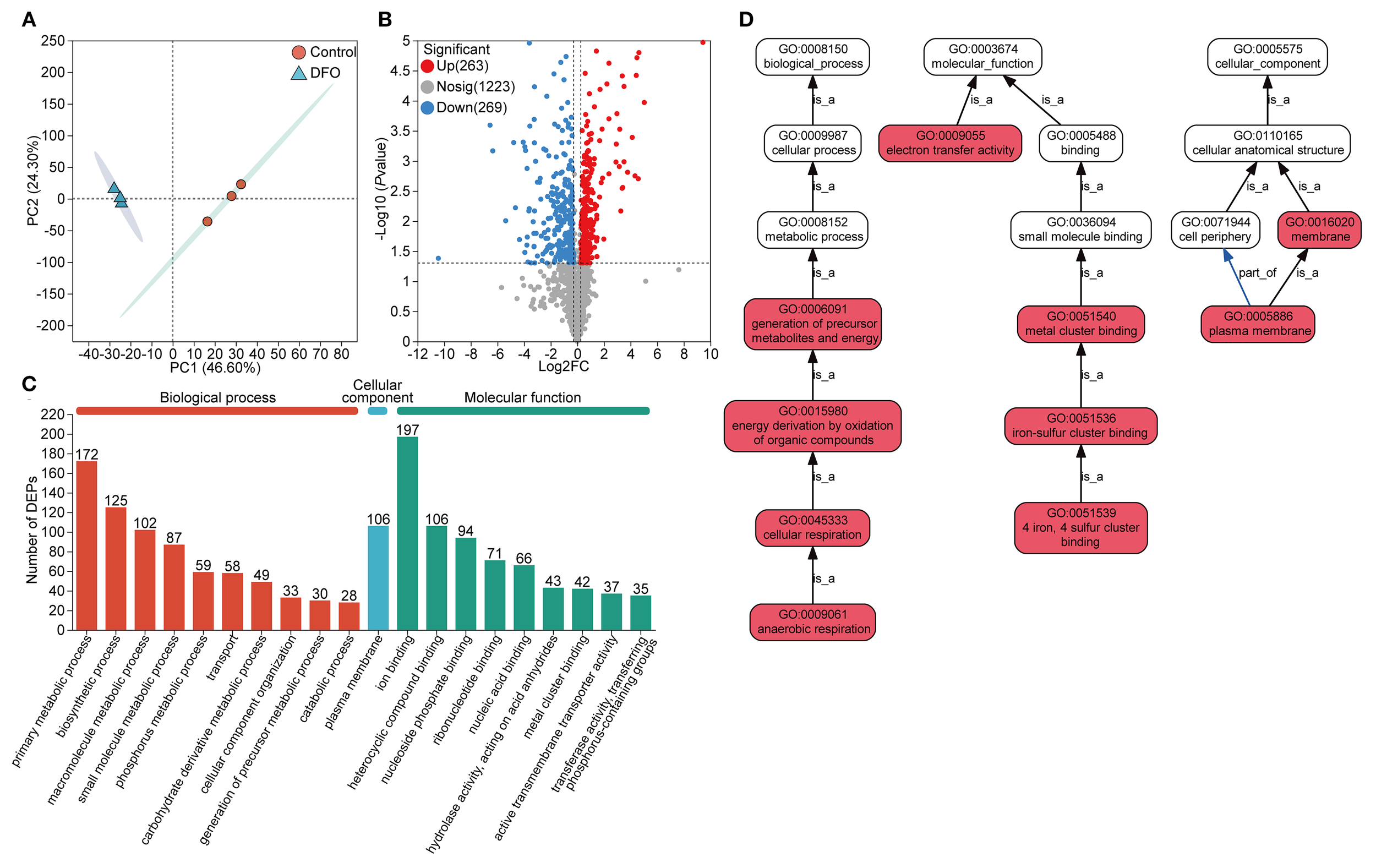 Figure with four panels summarizing data analysis: A) PCA plot with Control (circles) and DFO (triangles) groups showcasing variance. B) Volcano plot indicating significantly upregulated (red), downregulated (blue), and non-significant proteins (grey). C) Bar chart displaying the number of differentially expressed proteins across biological processes, cellular components, and molecular functions. D) GO term diagram highlighting pathways and relationships, with emphasis on electron transfer and cellular respiration activities.