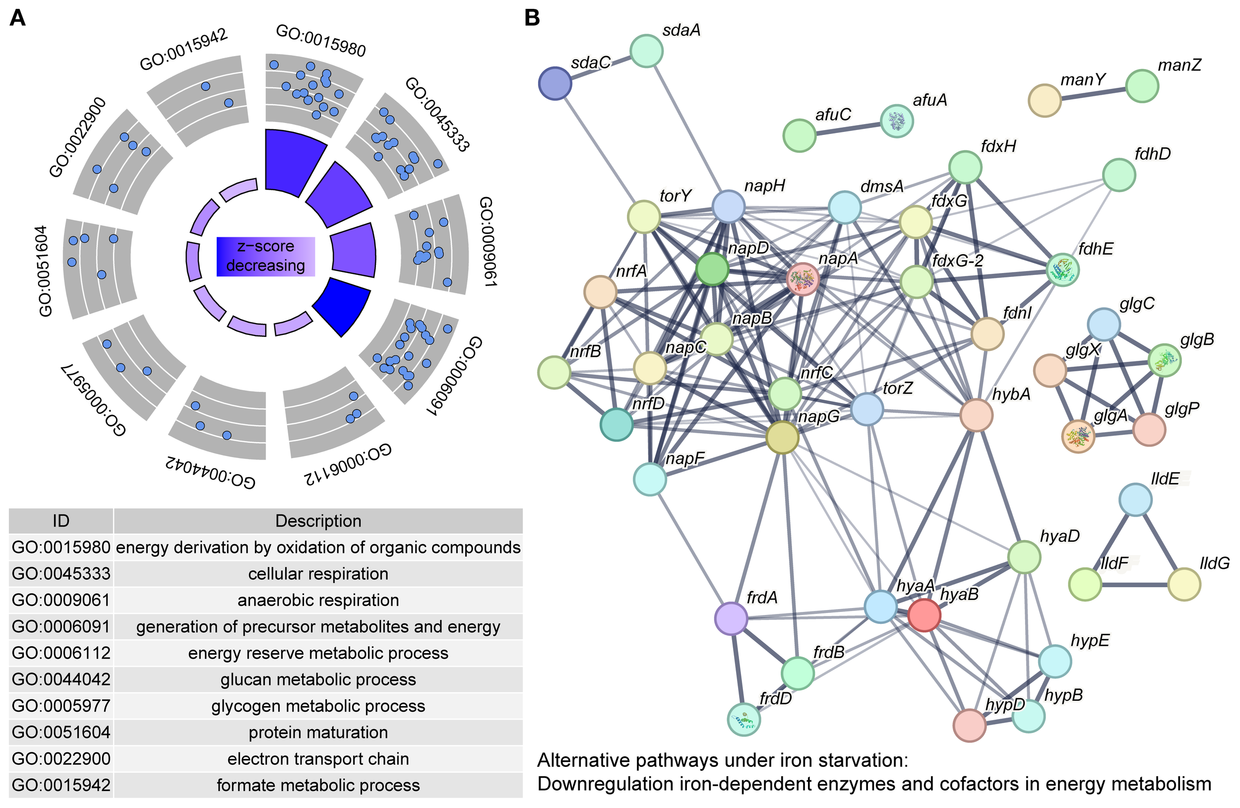 Graphic with two panels. Panel A shows a radial plot depicting various Gene Ontology (GO) terms related to energy and metabolic processes, such as cellular respiration and protein maturation, with highlighted sections indicating decreasing z-scores. Panel B illustrates a network diagram of proteins under iron starvation, showing interactions with color-coded nodes. A table below lists GO IDs with descriptions, detailing alternative pathways and enzyme downregulation during iron deficiency.