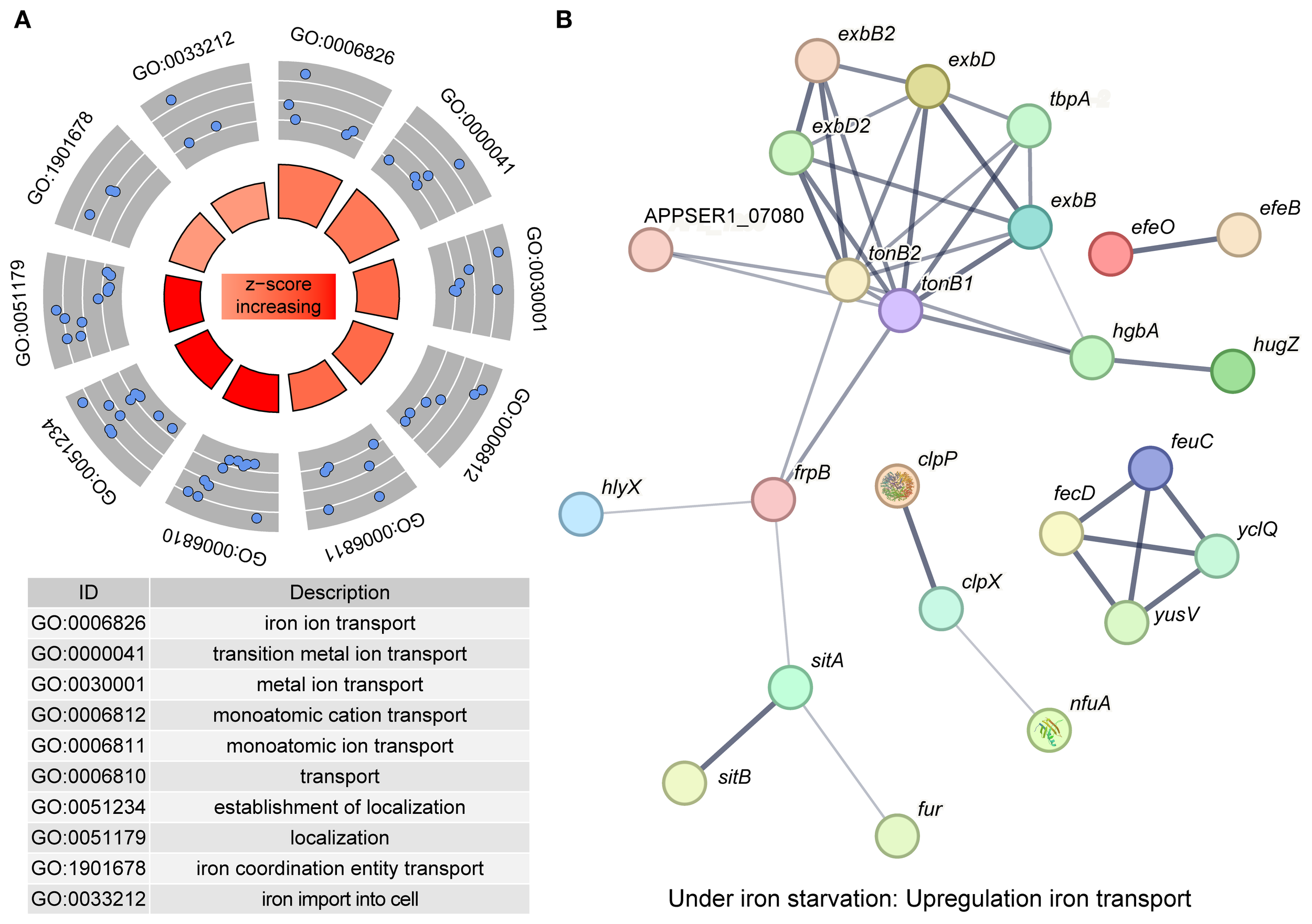 Diagram A shows a hierarchical cluster with z-scores increasing from gray to red, highlighting genes related to iron transport. Diagram B displays a network of interconnected nodes representing genes upregulated under iron starvation, including exbB, exbD, tonB1, and clpP. A table lists gene ontology IDs with descriptions for iron ion transport processes.