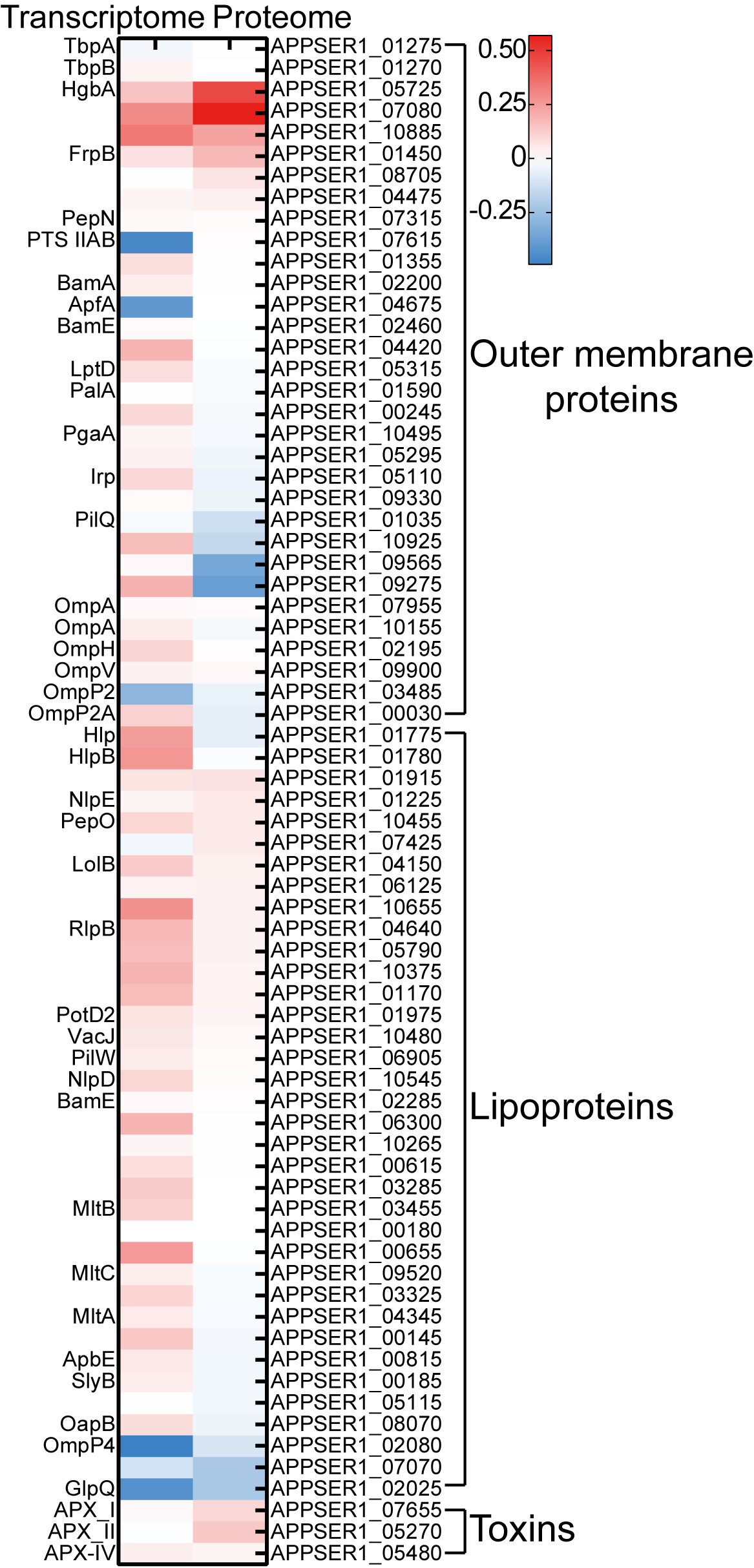 Heatmap showing the comparison of transcriptome and proteome data for various proteins. Rows read from top to bottom under categories: Outer membrane proteins, Lipoproteins, and Toxins. Colors range from red (positive correlation) to blue (negative correlation), with a scale indicating values from -0.25 to 0.50. Protein identifiers are listed alongside each heatmap row.