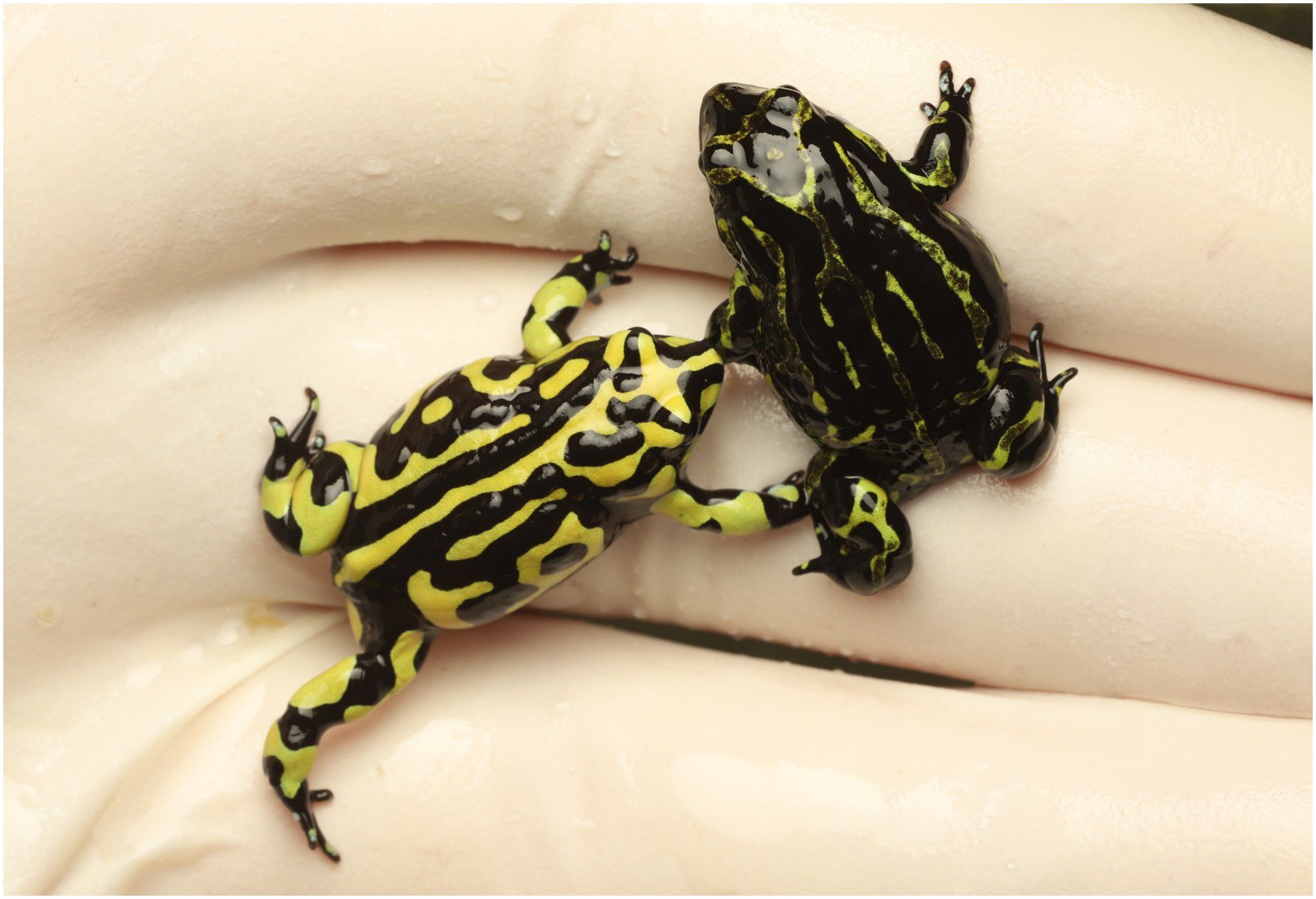 Two vividly colored frogs with black and yellow striped patterns are sitting on a pale surface.