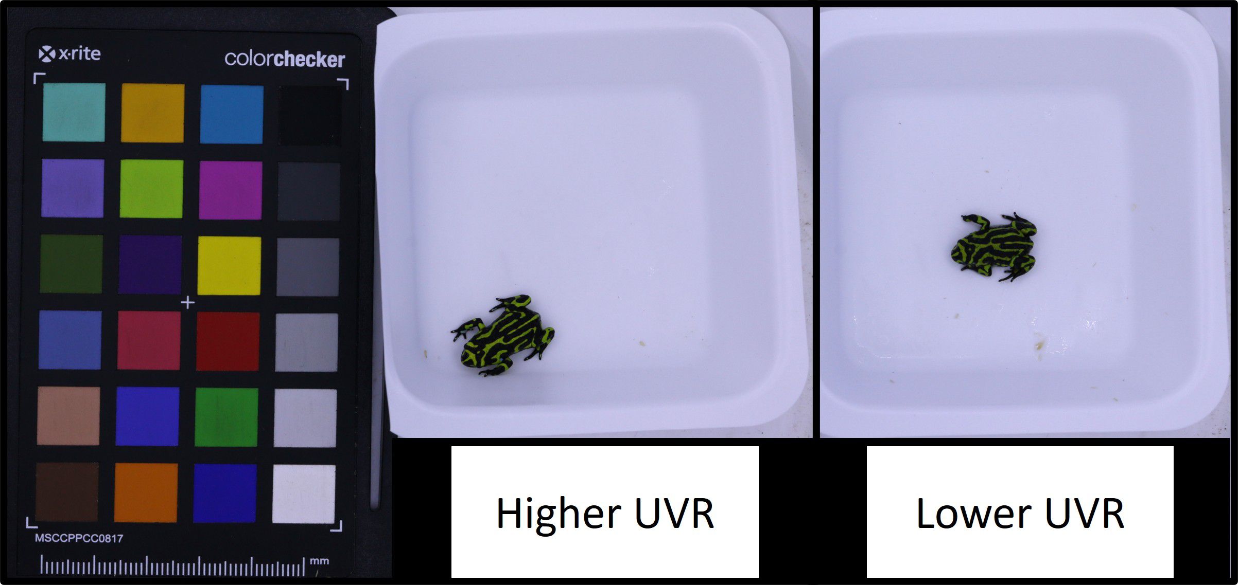A color checker with various color squares is next to two images of a small black and yellow frog in separate white dishes. The left dish is labeled “Higher UVR” and the right “Lower UVR”.