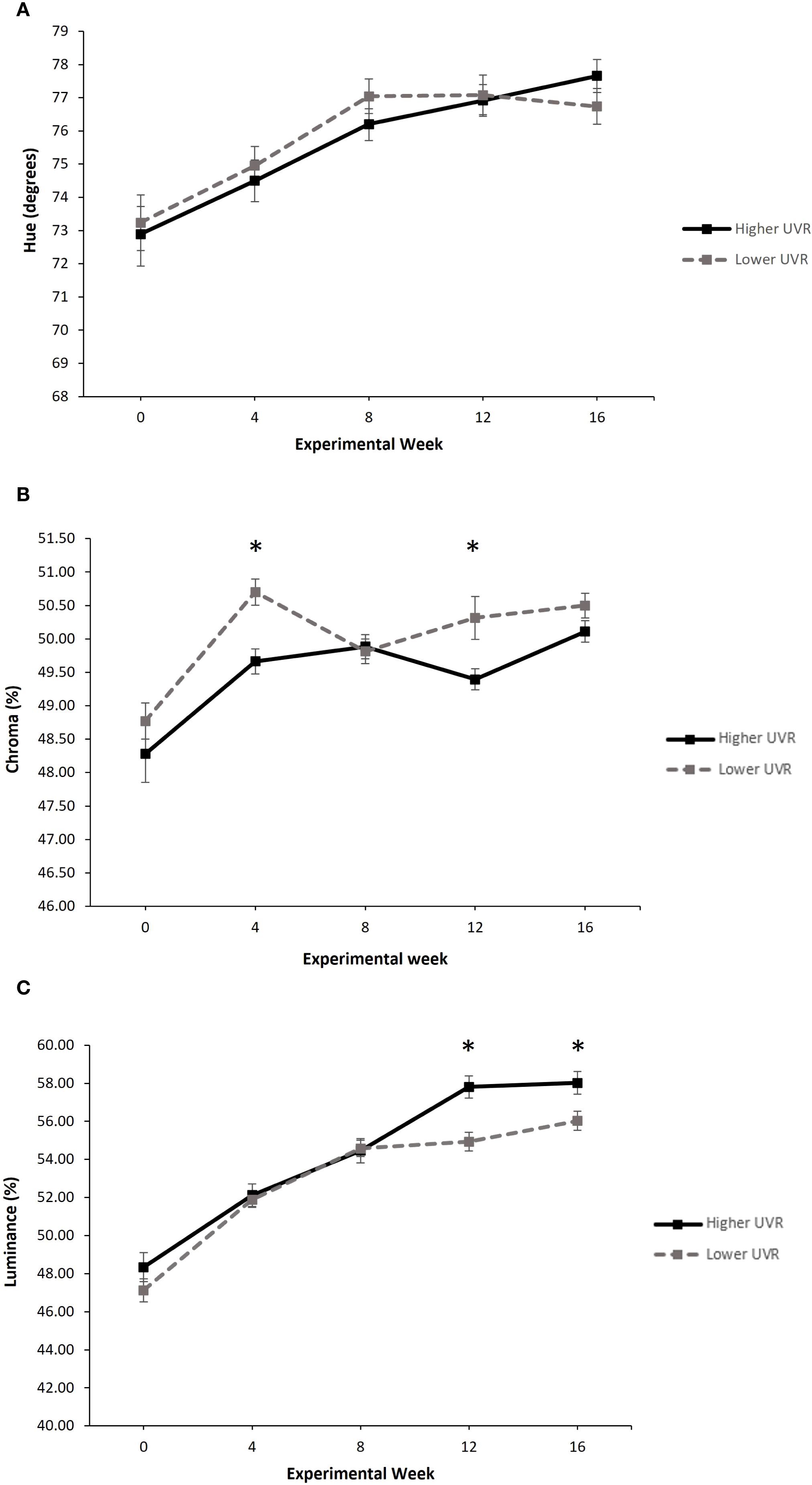 Three line graphs labeled A, B, and C show changes over 16 weeks comparing higher UVR and lower UVR conditions. A: Hue increases for both, higher UVR shows consistent growth. B: Chroma fluctuates, with peaks marked by asterisks for lower UVR. C: Luminance rises steadily, with significant increases in higher UVR marked by asterisks.