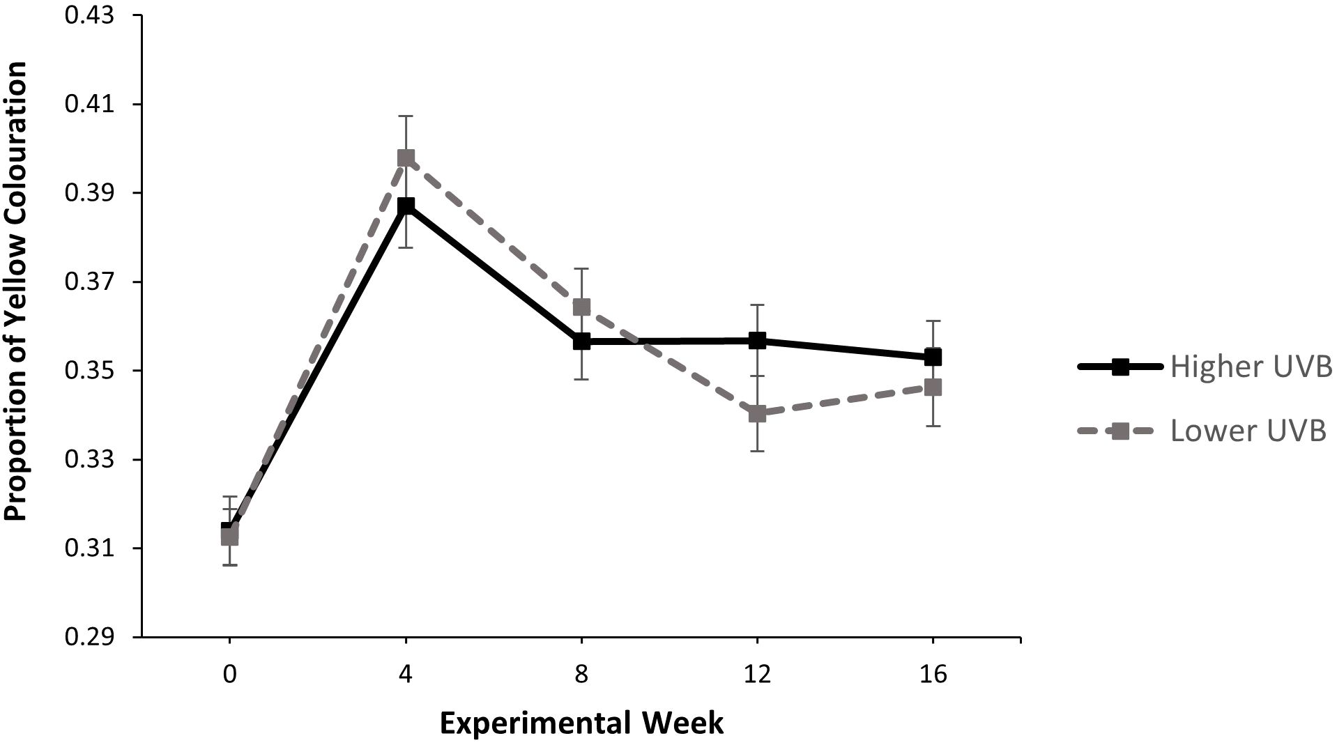 Line graph showing the proportion of yellow coloration over sixteen experimental weeks. Two lines compare higher UVB and lower UVB exposure. Both lines peak at week four, then gradually decline with the higher UVB consistently above the lower UVB. Error bars indicate variability.