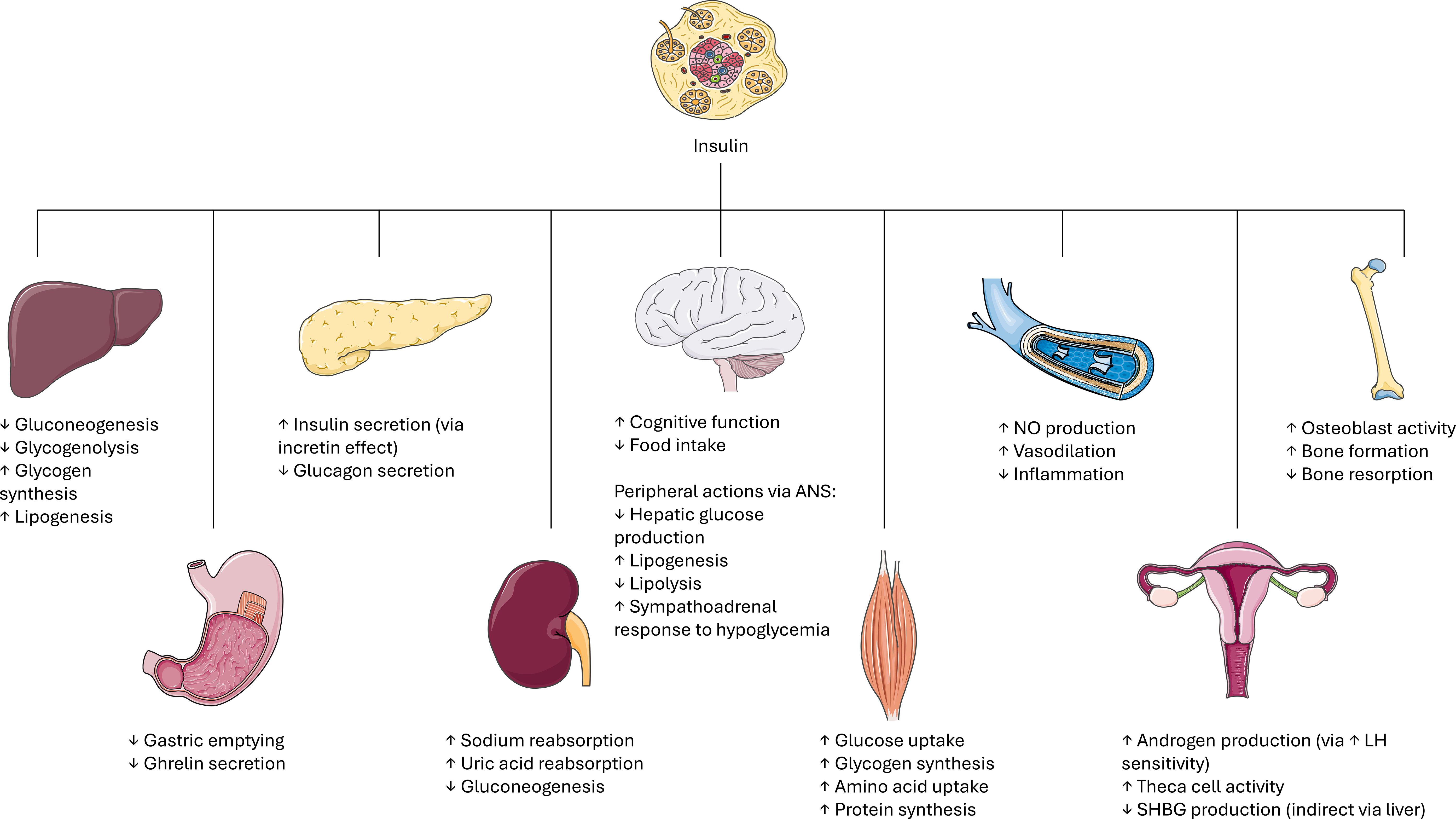 Diagram illustrating insulin's effects on various body organs. Liver: decreases gluconeogenesis, increases glycogen synthesis. Pancreas: increases insulin secretion, decreases glucagon. Brain: enhances cognitive function, reduces food intake. Blood vessels: increases nitric oxide production, vasodilation. Bones: increases osteoblast activity. Stomach: decreases gastric emptying. Kidneys: increases sodium reabsorption. Muscles: increases glucose uptake and protein synthesis. Reproductive organs: increases androgen production.