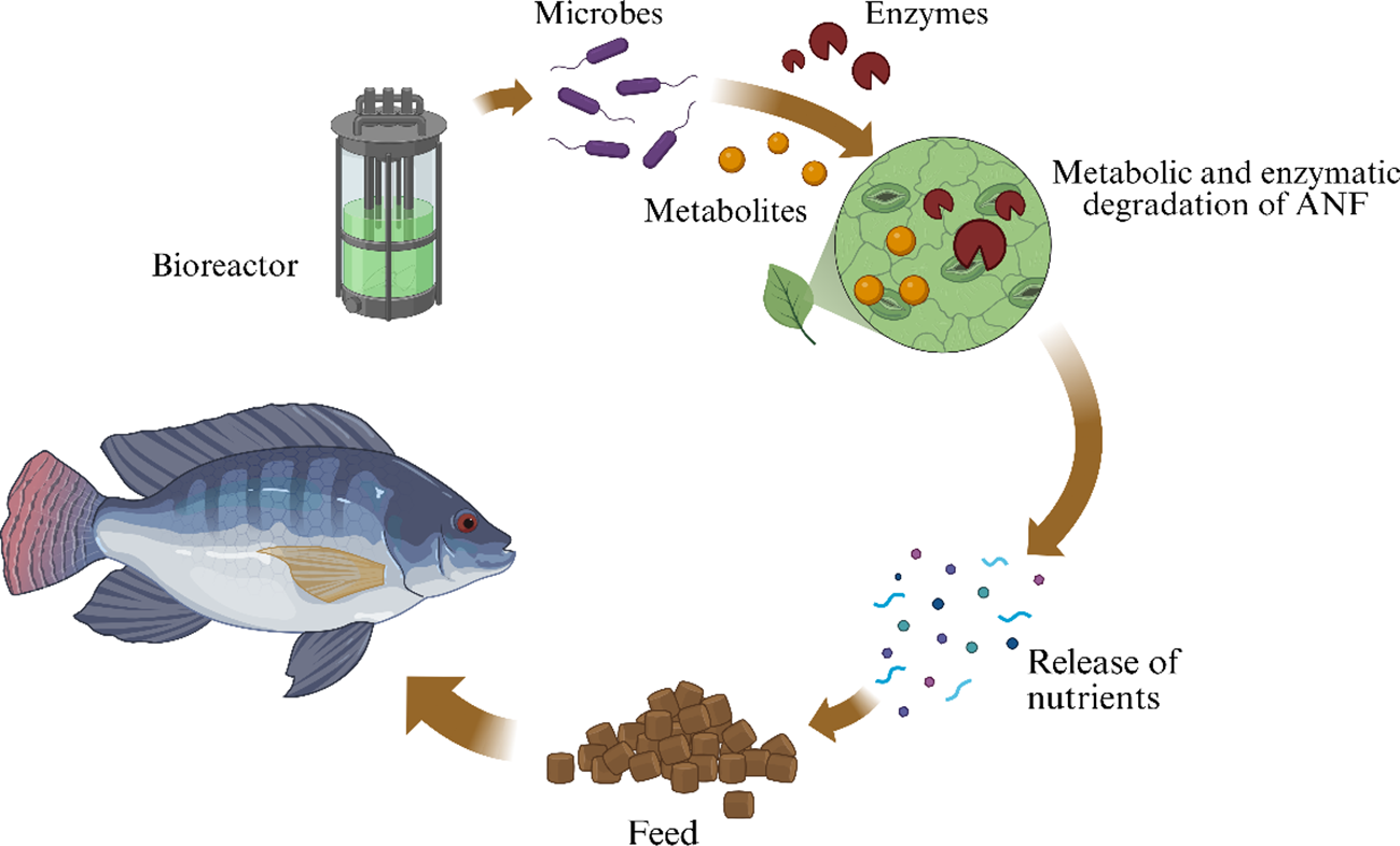 Diagram illustrating the principle and process of solid-state fermentation. It begins with a bioreactor containing microbes and enzymes, which metabolize and enzymatically degrade anti-nutritional factors (ANF). This leads to the release of nutrients. These nutrients are used to produce feed, depicted as pellets, which are then consumed by fish.