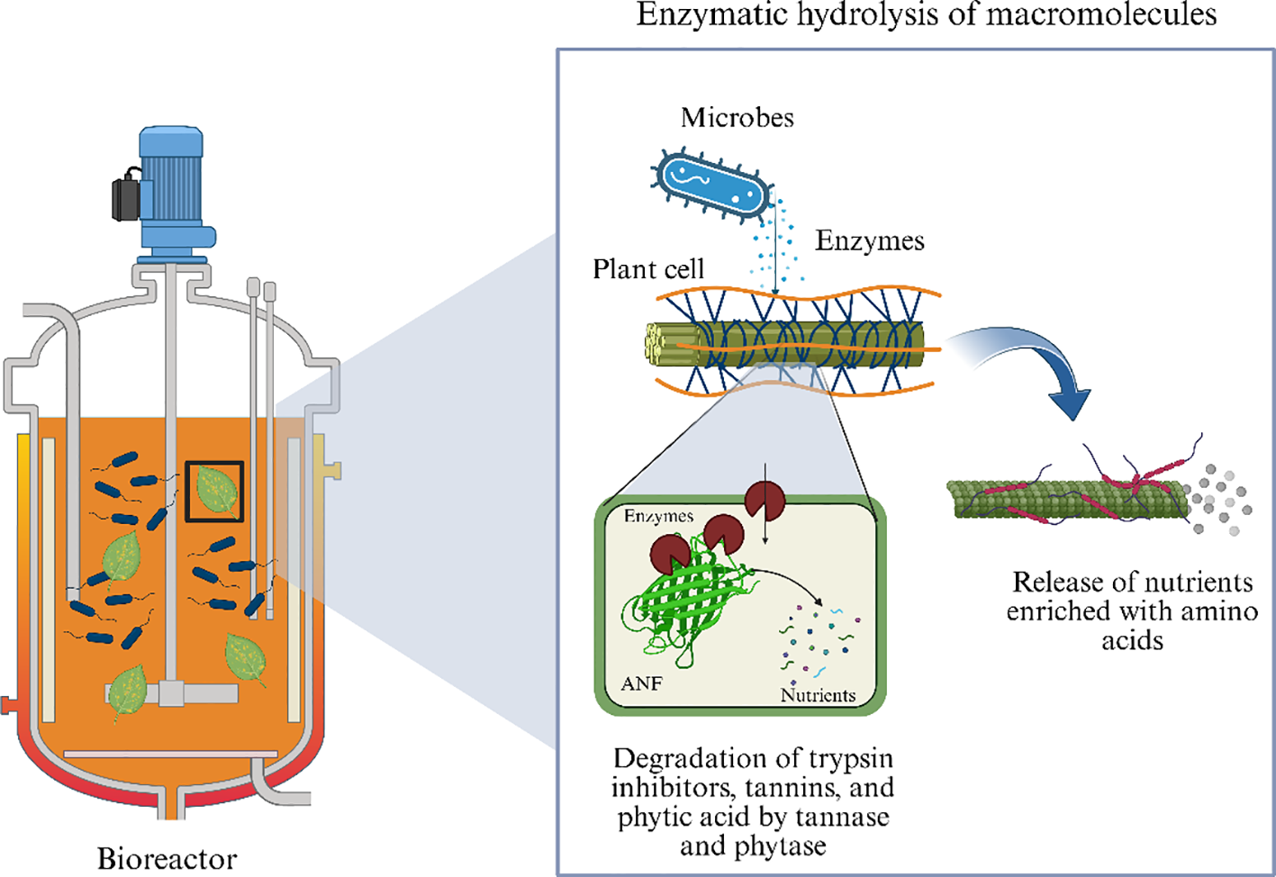 Diagram illustrating enzymatic hydrolysis of macromolecules in a bioreactor. Microbes and enzymes act on plant cells, degrading trypsin inhibitors, tannins, and phytic acid by tannase and phytase. This releases nutrients enriched with amino acids.