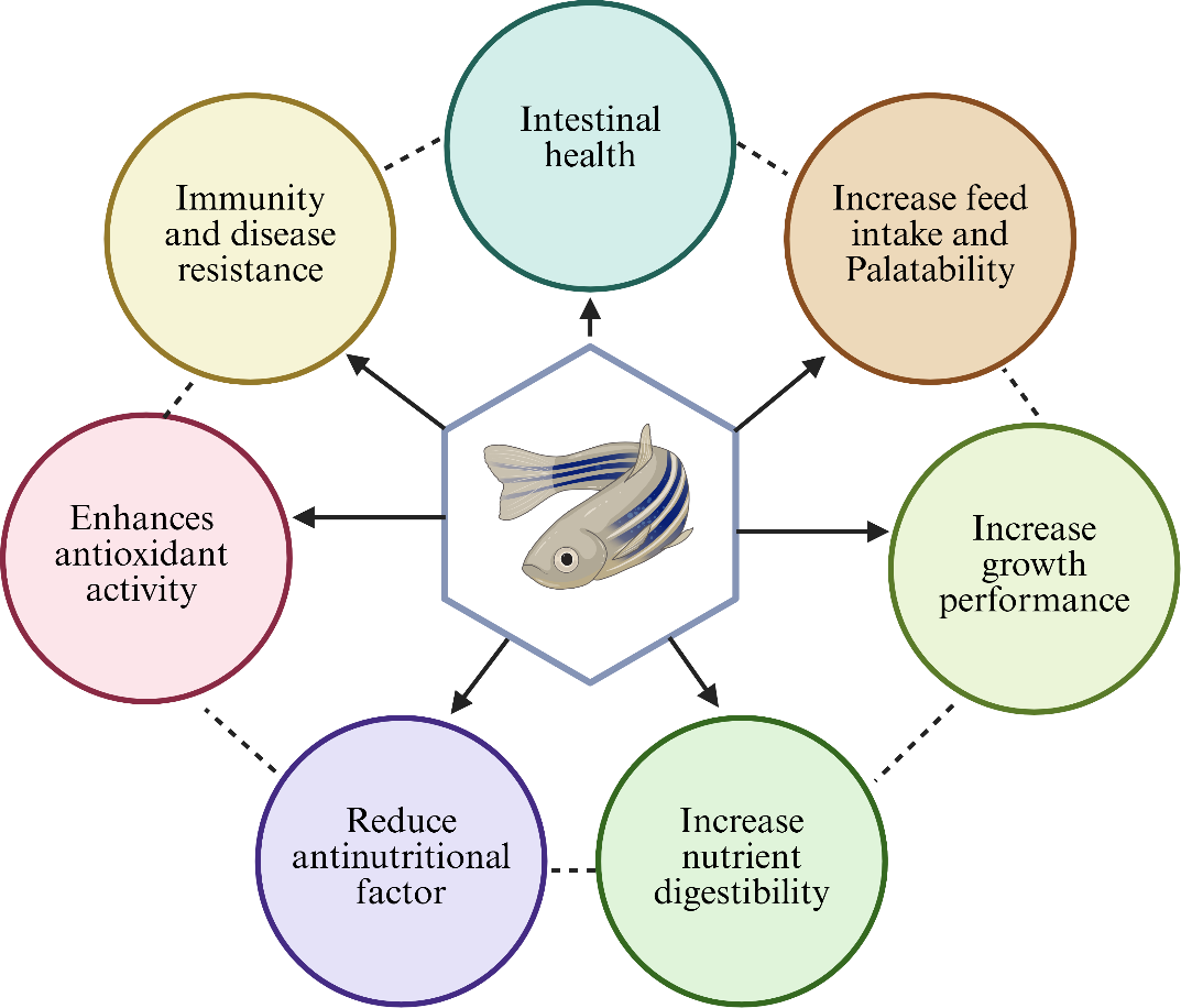 Diagram illustrating the benefits of solid-state fermentation in fish. A central hexagon features a fish illustration with arrows pointing to six circles: “Intestinal health,” “Increase feed intake and palatability,” “Increase growth performance,” “Increase nutrient digestibility,” “Reduce antinutritional factor,” “Enhances antioxidant activity,” and “Immunity and disease resistance."