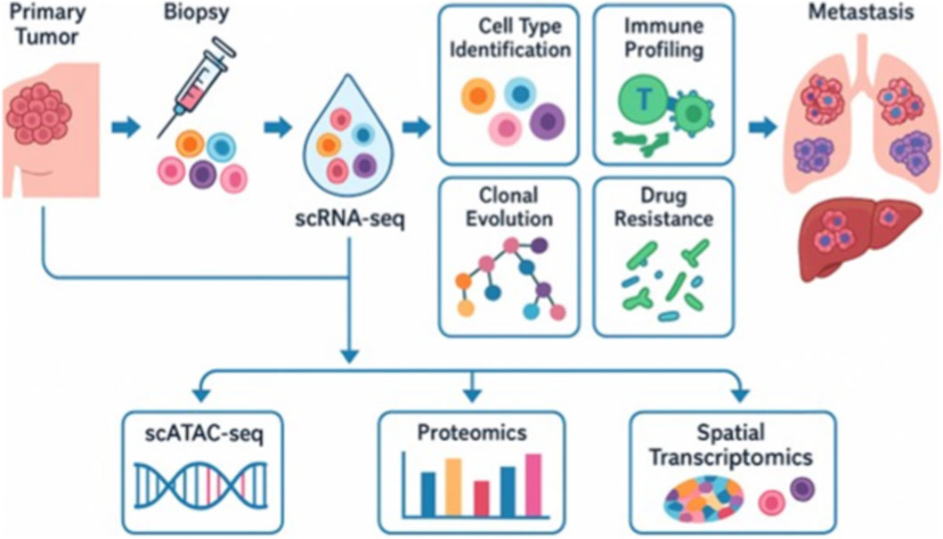 Flowchart depicting a method for analyzing a primary tumor. It begins with a biopsy, followed by single-cell RNA sequencing (scRNA-seq). This leads to various analyses: cell type identification, immune profiling, clonal evolution, and drug resistance. The results inform metastasis understanding and are linked to scATAC-seq, proteomics, and spatial transcriptomics for comprehensive analysis.