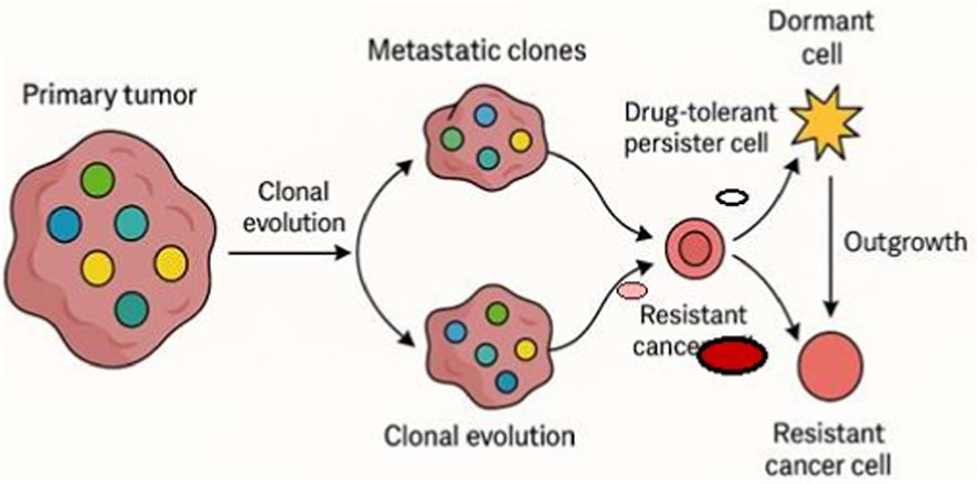 Diagram illustrating cancer cell evolution. A primary tumor undergoes clonal evolution, forming metastatic clones. Some become drug-tolerant persister cells, leading to dormant cells, which later cause outgrowth into resistant cancer cells.
