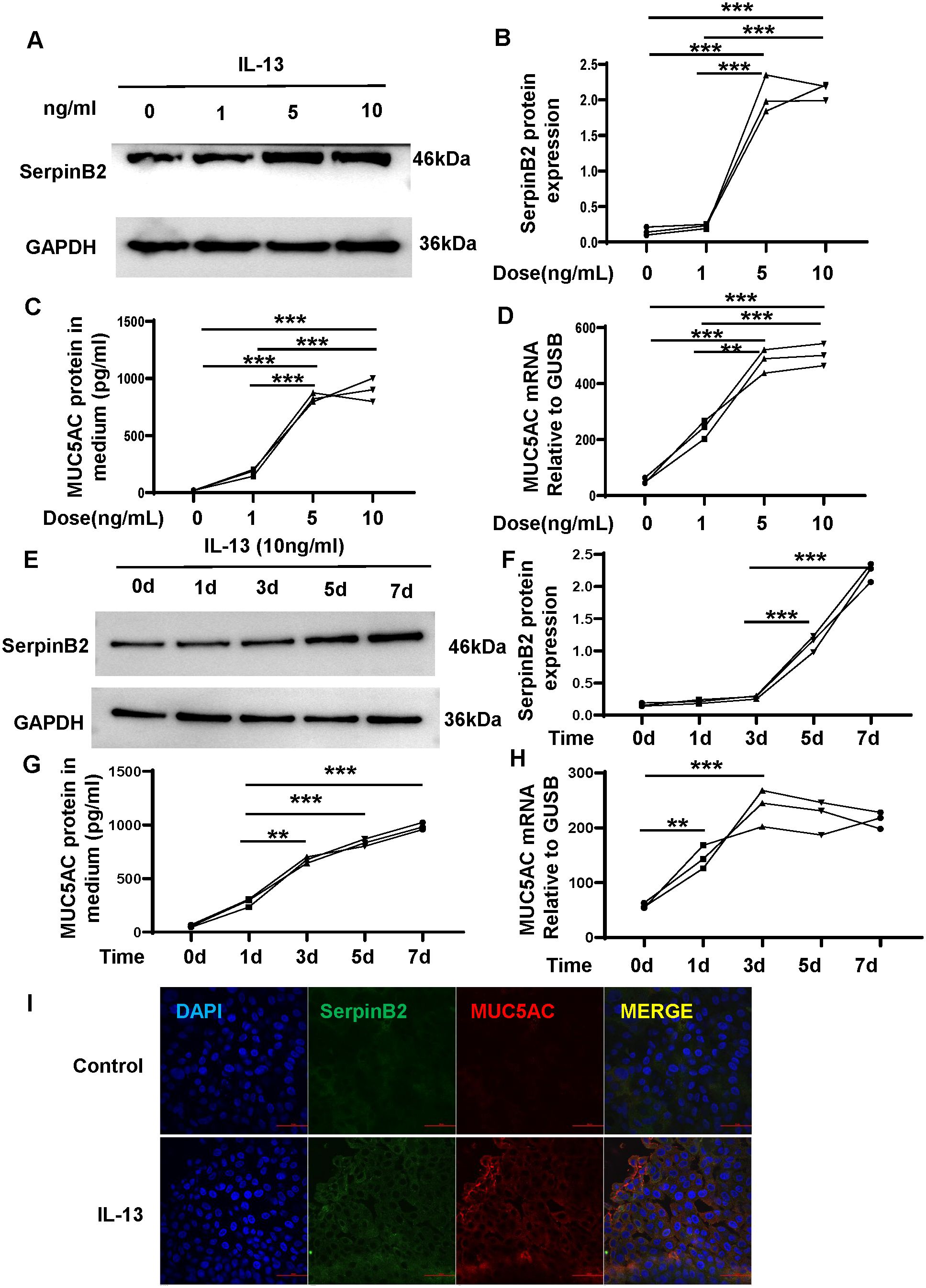 Western blot and graphs examining the effects of IL-13 on SerpinB2 and MUC5AC. Panel (A) shows protein expression with varying IL-13 concentrations. Panel (B) quantifies SerpinB2 expression. Panels (C) and (D) measure MUC5AC protein and mRNA relative to GUSB, respectively. Panel (E) shows time-course protein expression. Panel (F) quantifies SerpinB2 over time. Panels (G) and (H) measure MUC5AC protein and mRNA over time. Panel (I) displays immunofluorescence showing DAPI, SerpinB2, and MUC5AC in control and IL-13 treated samples, indicating expression changes with IL-13 treatment. Statistical significance is marked with asterisks.