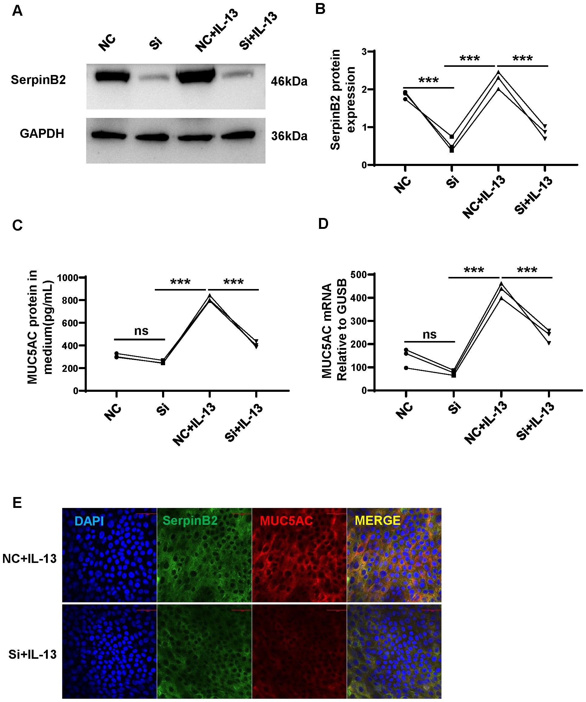 Western blot and graphs showing effects of treatments on SerpinB2 and MUC5AC expression. Panel A shows SerpinB2 and GAPDH levels under different conditions. Panel B is a graph of SerpinB2 protein expression with significant differences indicated. Panel C shows MUC5AC protein levels in media, highlighting a significant increase with IL-13 treatment. Panel D demonstrates MUC5AC mRNA levels relative to GUSB, with significant differences noted. Panel E contains fluorescence images comparing SerpinB2 and MUC5AC expression in NC+IL-13 and Si+IL-13 conditions, with DAPI staining for nuclei.