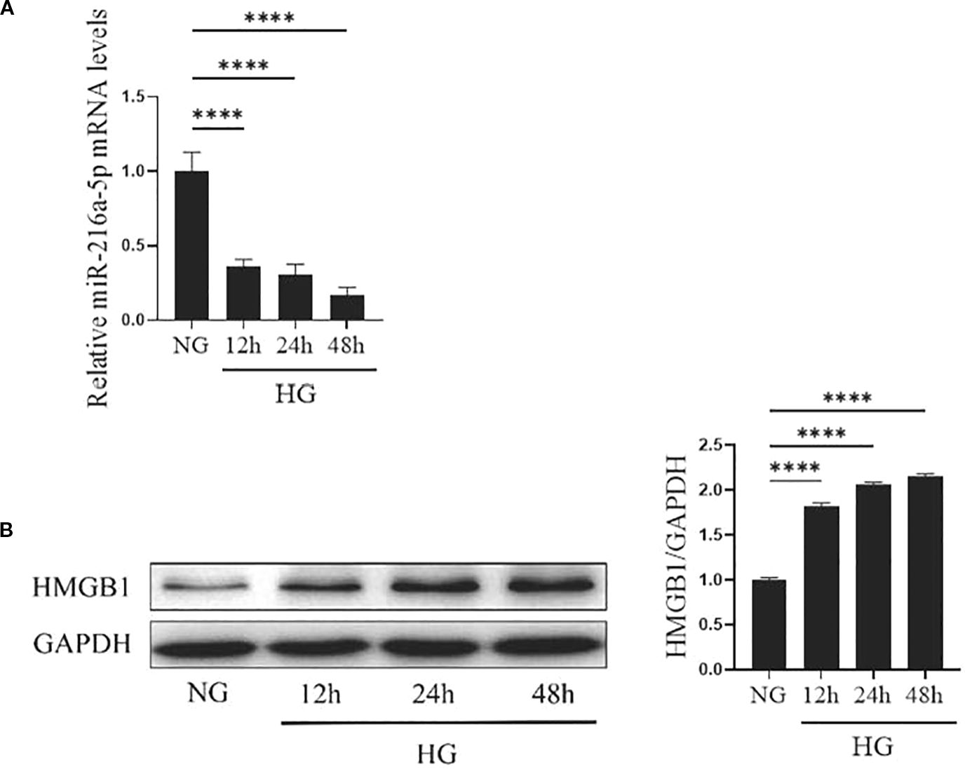 Graphs and a gel image showing the expression levels of miR-216a-5p and HMGB1. Graph A shows a decrease in miR-216a-5p mRNA levels from normal glucose (NG) to high glucose (HG) at 12, 24, and 48 hours. Graph B shows an increase in the HMGB1/GAPDH ratio under the same conditions. Statistical significance is indicated with asterisks.