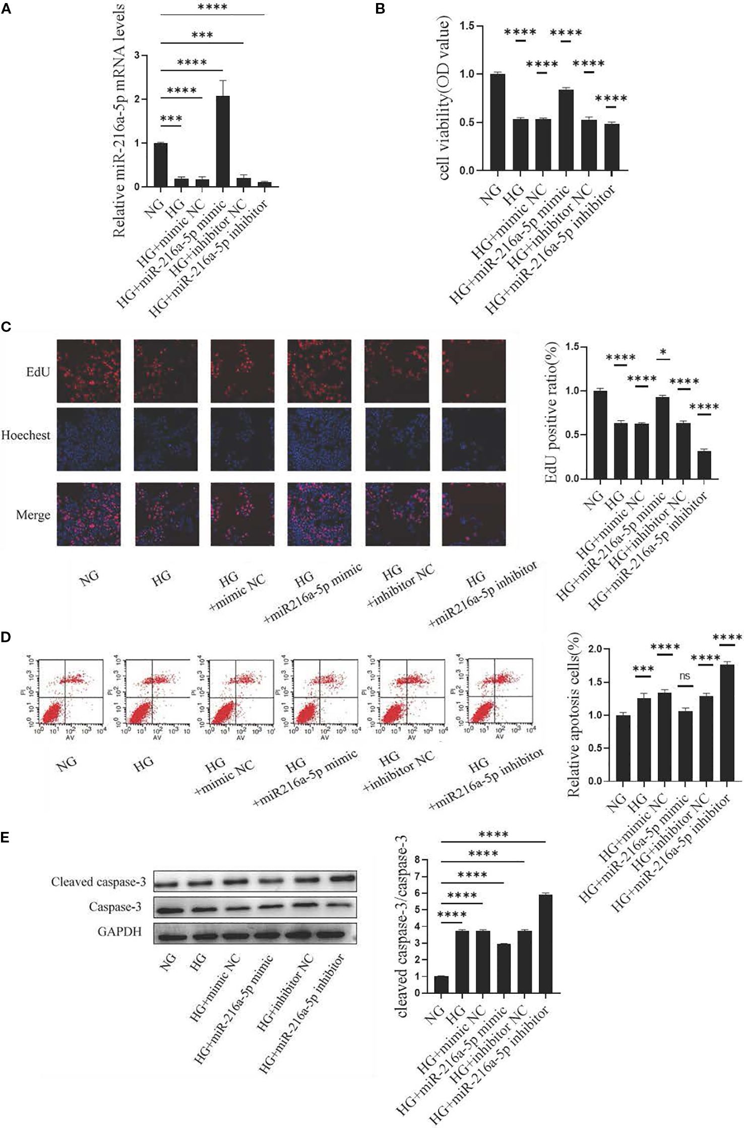 Charts and images depict various experimental results on cell assays. Panel A shows a bar graph of relative miR-216a-5p mRNA levels. Panel B displays cell viability as measured by optical density. Panel C features fluorescence microscopy images and a graph of EdU-positive ratios. Panel D presents flow cytometry plots and a graph of relative apoptosis levels. Panel E shows Western blot images of cleaved caspase-3, caspase-3, and GAPDH along with a bar graph. Statistical significance is marked with asterisks.