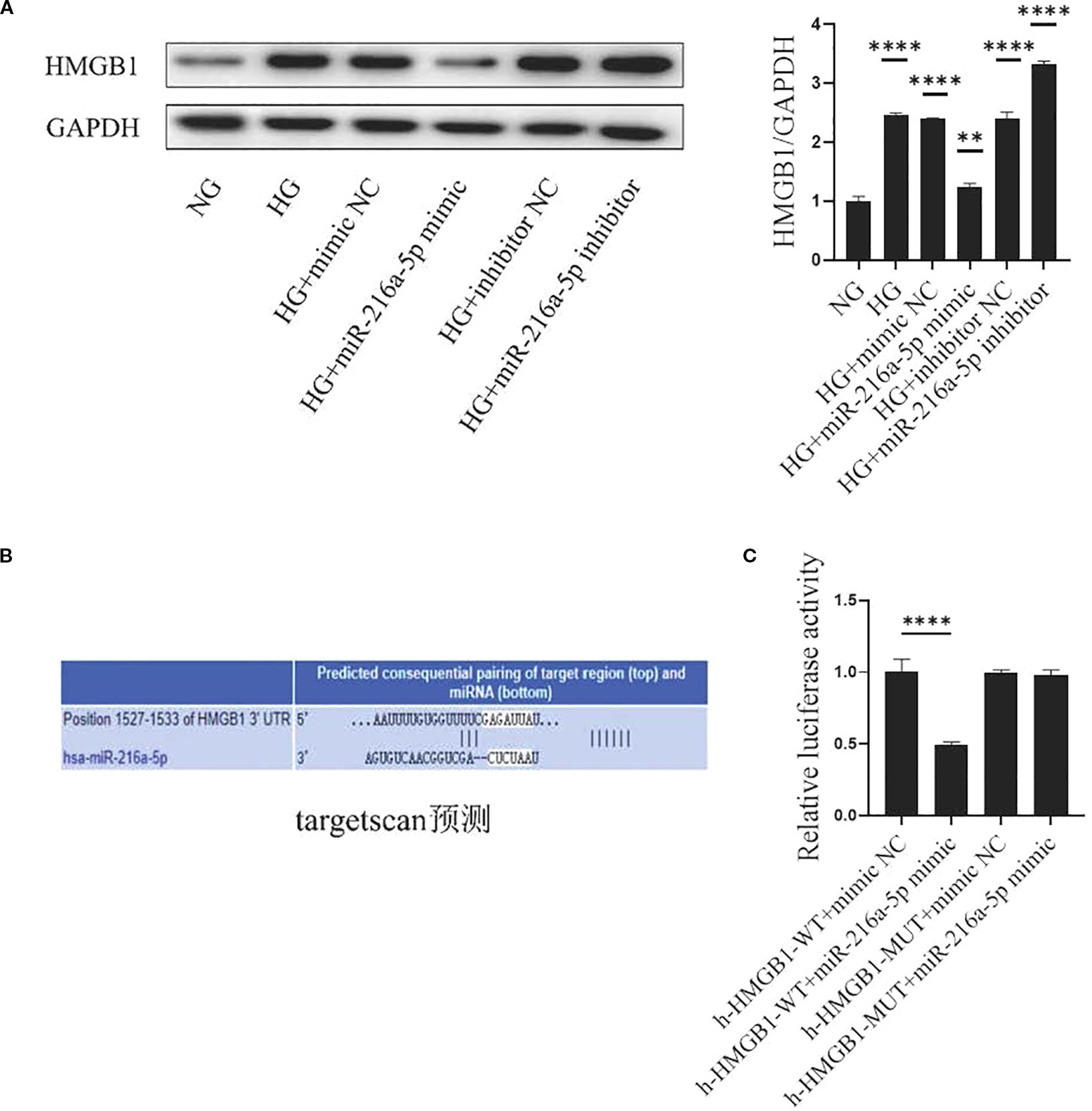 (A) Western blot analysis and corresponding bar graph showing HMGB1 and GAPDH levels under various conditions, including NG, HG, mimic, and inhibitor treatments. Significant differences are indicated by asterisks. (B) Predicted pairing of HMGB1 3' UTR and hsa-miR-216a-5p sequence from targetscan. (C) Bar graph illustrating relative luciferase activity for wild-type and mutant HMGB1 in combination with miR-216a-5p mimic, showing significant differences marked by asterisks.