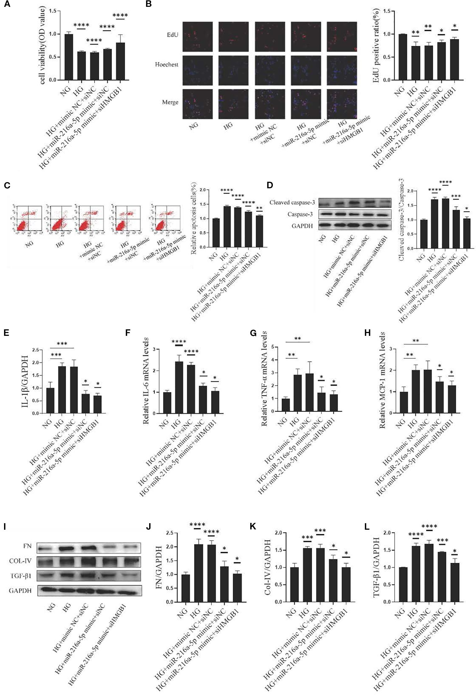 Graphs and blots illustrate effects of HG, miR mimics, and inhibitors on cell viability, apoptosis, and protein expressions in various conditions. Bar charts (A, C, E-H, J-L) and western blots (D, I) show different cellular responses. Statistical significance marked with asterisks indicate differences between control and treated groups.