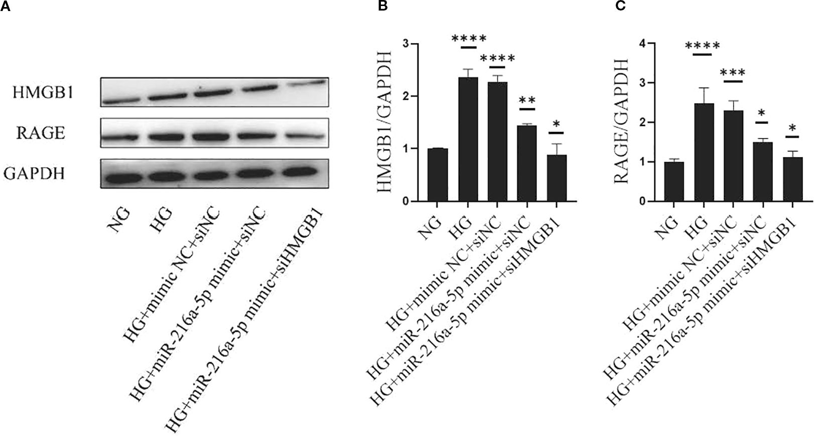 A three-part image includes: (A) Western blot results showing protein expression levels of HMGB1, RAGE, and GAPDH for various experimental groups labeled NG, HG, HG+mimic NC+siNC, HG+miR-216a-5p mimic+siNC, and HG+miR-216a-5p mimic+siHMGB1. (B) Bar graph of HMGB1/GAPDH ratios across the same groups, with significant differences marked by asterisks. (C) Bar graph of RAGE/GAPDH ratios, also with significant differences indicated by asterisks.