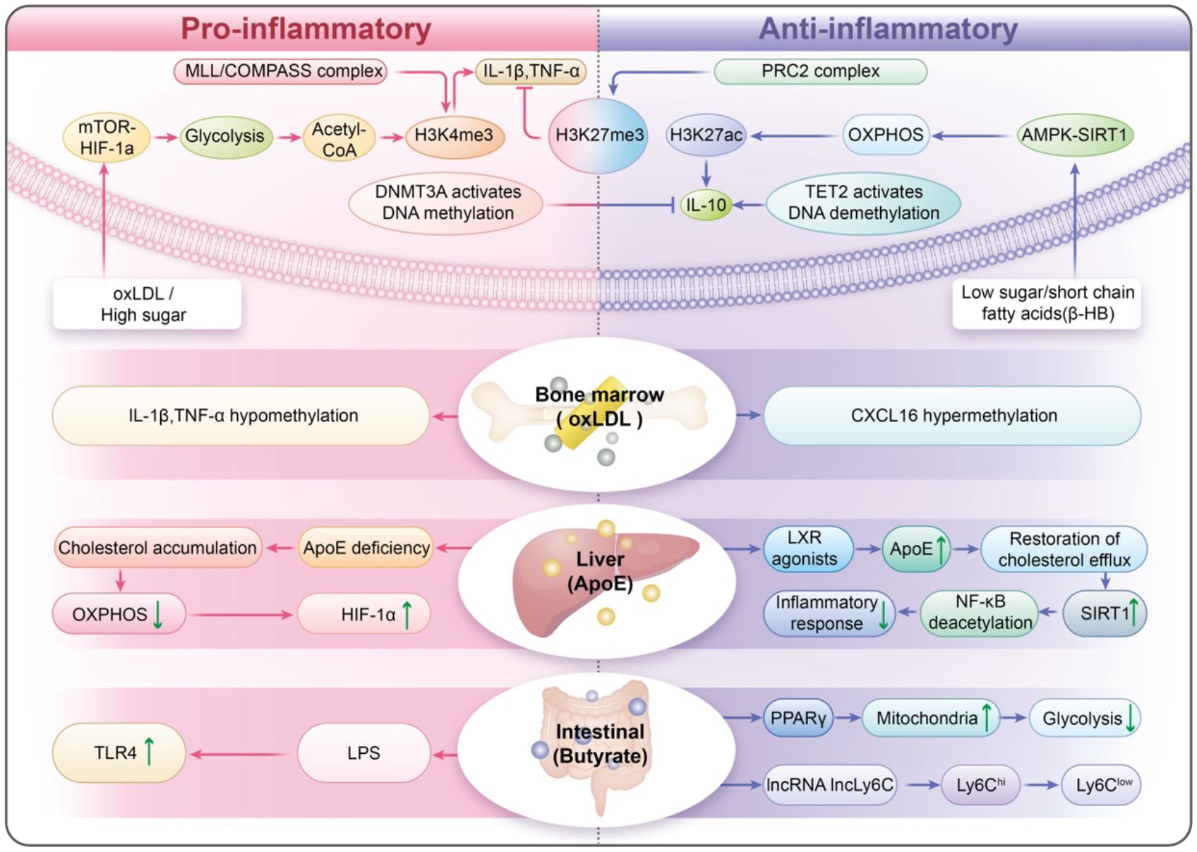 Diagram contrasting pro-inflammatory and anti-inflammatory pathways. On the pro-inflammatory side, elements include mTOR-HIF-1a, glycolysis, and IL-1β, TNF-α linked by pathways affecting DNA methylation and cholesterol accumulation. Notable terms are oxLDL/high sugar and TLR4. The anti-inflammatory side features PRC2 complex, AMPK-SIRT1, LXR agonists, and low sugar or short-chain fatty acids, leading to processes like CXCL16 hypermethylation and cholesterol efflux restoration. Bone marrow, liver, and intestinal processes are depicted, highlighting cytokine interactions and gene expressions such as PPARγ and NF-kB deacetylation.