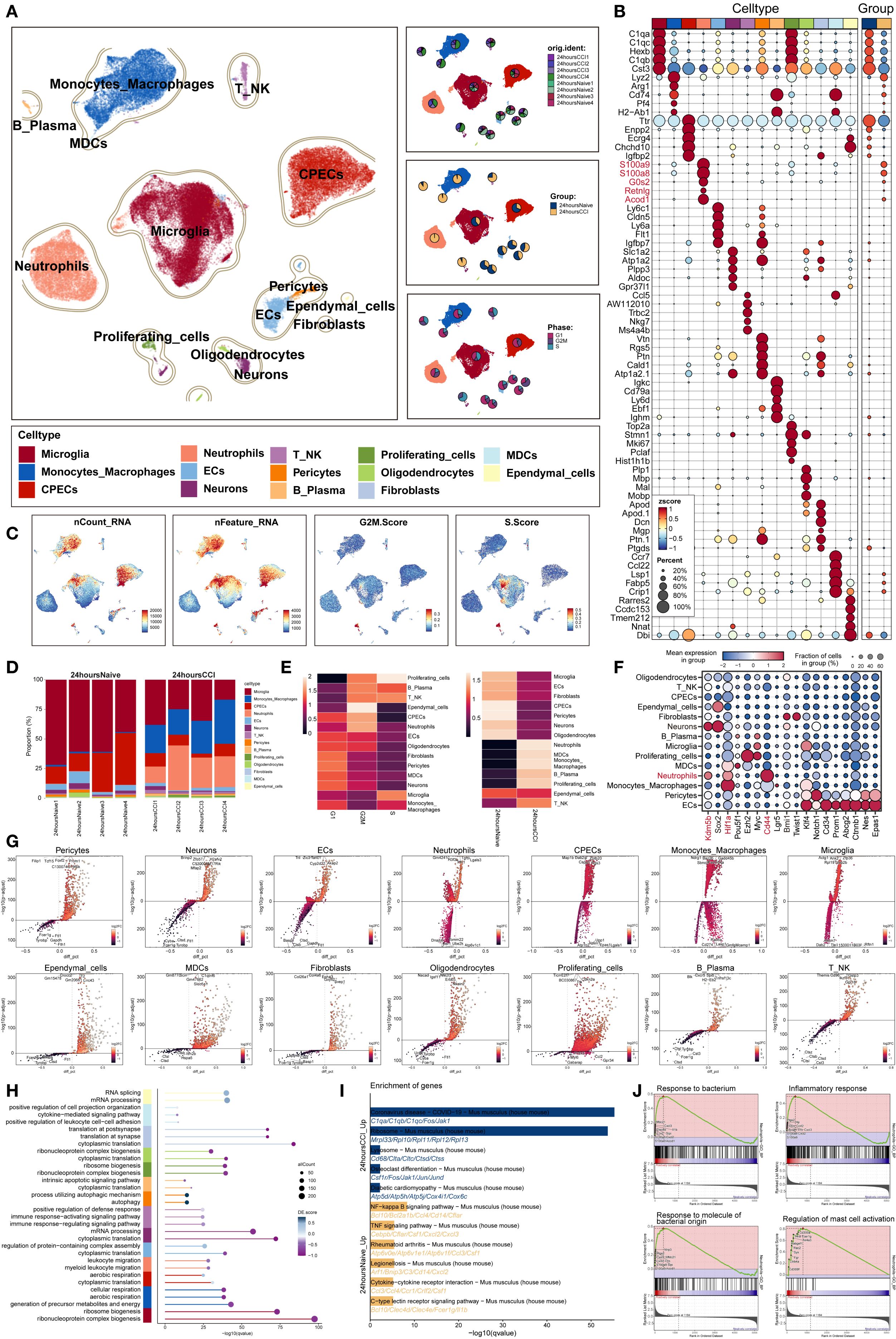 Composite image of scatter plots and heatmaps illustrating cell type clusters, gene expression, and cell cycle scores. Each cell type is color-coded, with annotations for types like microglia, macrophages, and neurons. Panel B shows a heatmap with gene expression across groups, and Panels C through J illustrate various analyses like RNA counts, expression scores, gene enrichment, and response to stimuli. Additional regression plots examine different cell types across conditions.