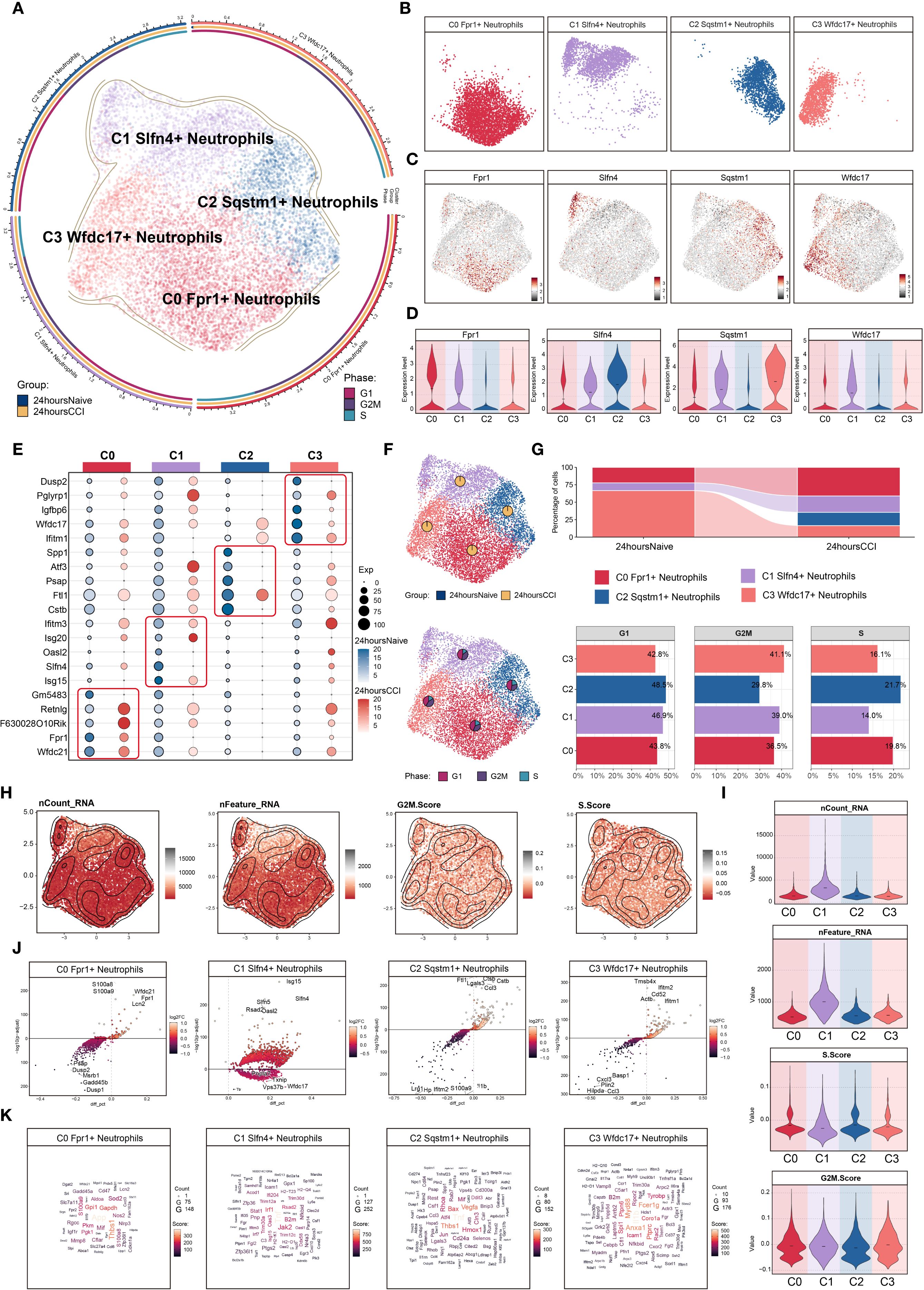 The image is a complex data visualization consisting of multiple panels labeled A to K. It includes circular plots, scatter plots, heatmaps, and violin plots illustrating different neutrophil subtypes: Fpr1+, Slfn4+, Sqstm1+, and Wfdc17+. Each panel presents specific data segments like gene expression levels, cell group distributions, and RNA features, with color-coded groupings indicating study conditions and cell phases such as G1, G2M, and S. The image is used for clustering and comparing the characteristics of different neutrophil groups over time.