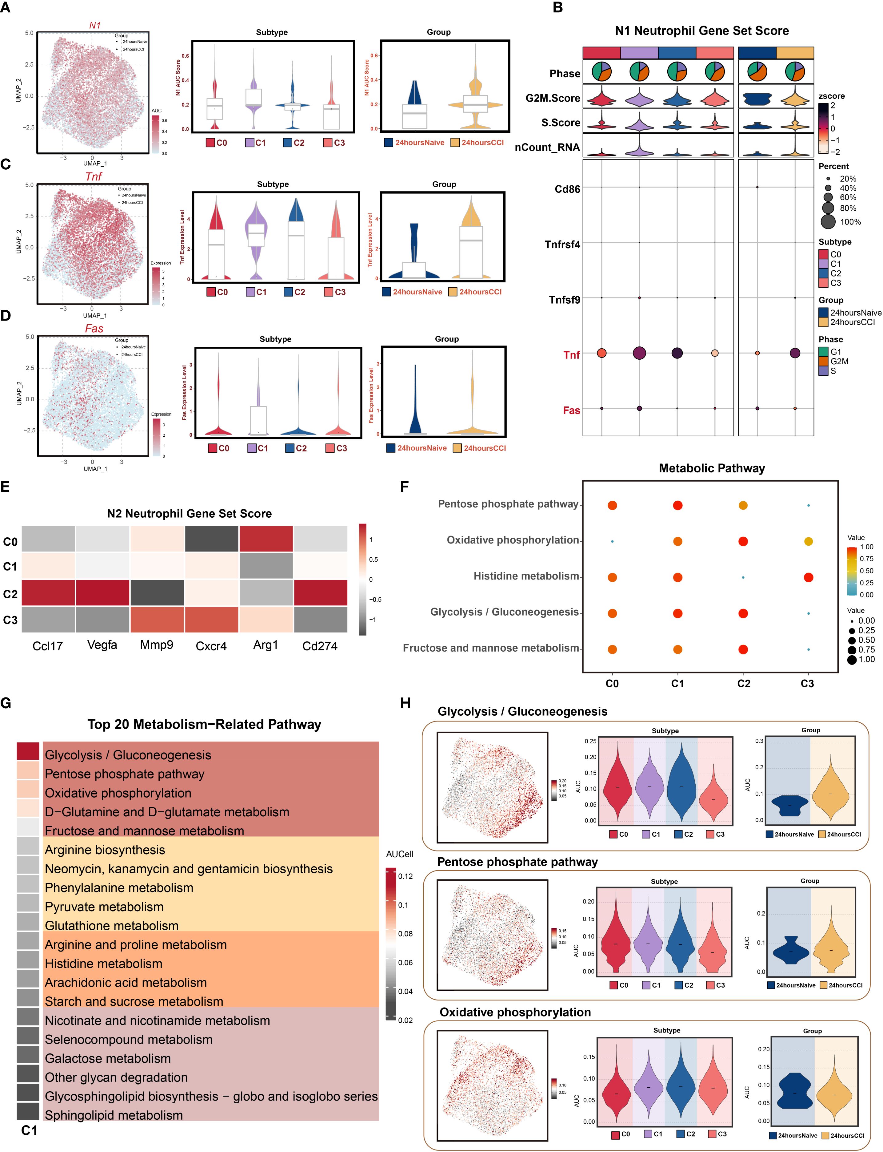 A composite image showing multiple data visualizations related to gene expression and metabolic pathways in different cell subtypes and groups. Panels A, C, and D depict UMAP plots and violin plots for genes N1, Tnf, and Fas. Panel B contains violin plots and bubble plots representing N1 neutrophil gene set scores and related metrics. Panel E displays a heatmap of N2 neutrophil gene set scores for various subtypes. Panel F shows a dot plot of metabolic pathways across subtypes. Panel G lists the top twenty metabolism-related pathways. Panel H includes UMAP and violin plots for glycolysis, pentose phosphate pathway, and oxidative phosphorylation.