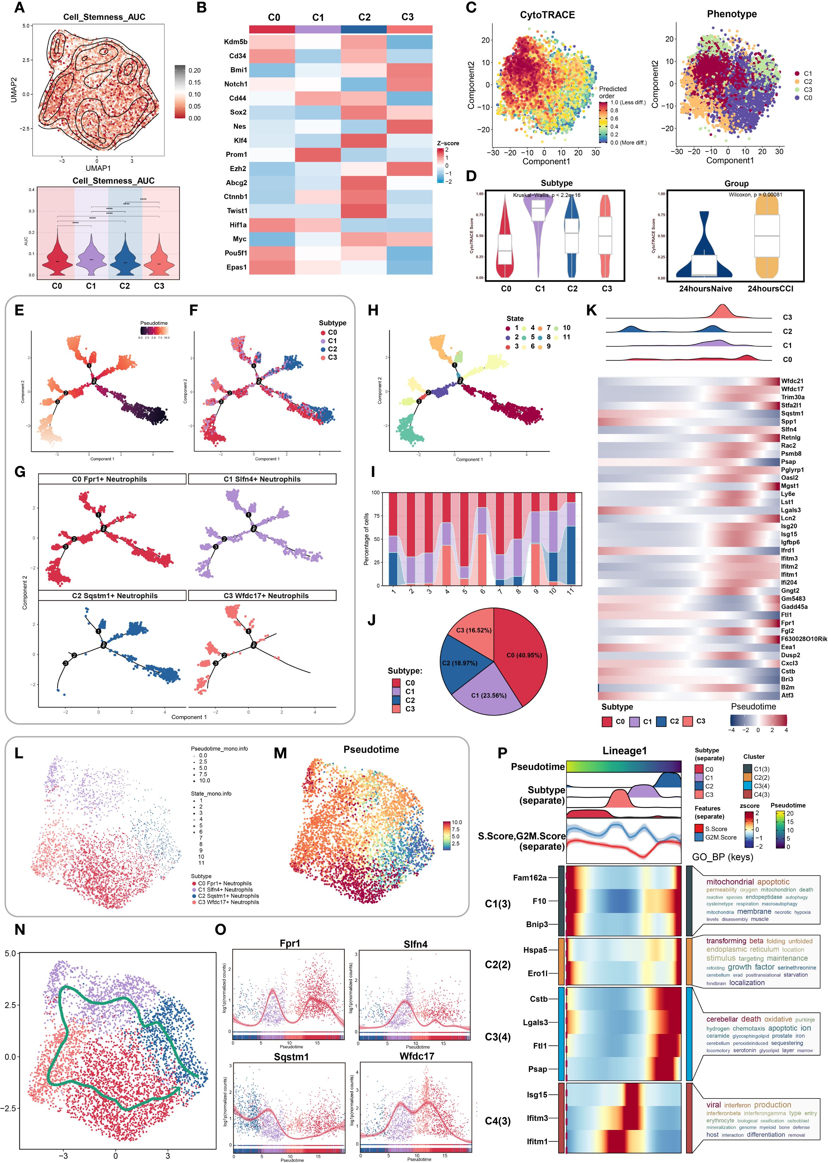 Composite image of various data visualizations related to cell stemness and subtype analysis. Panels include UMAP plots showing cell clusters labeled by subtype and pseudotime; heatmaps comparing gene expression across conditions; violin plots illustrating distribution of cell characteristics; and pie charts displaying subtype proportions. Additional graphs depict trajectories, gene expression trends, and clustering results, integrating CytoTRACE and phenotype metrics. Multicolored annotations highlight clusters and gene functions, aiding interpretation of cellular differentiation and subtype characterization.