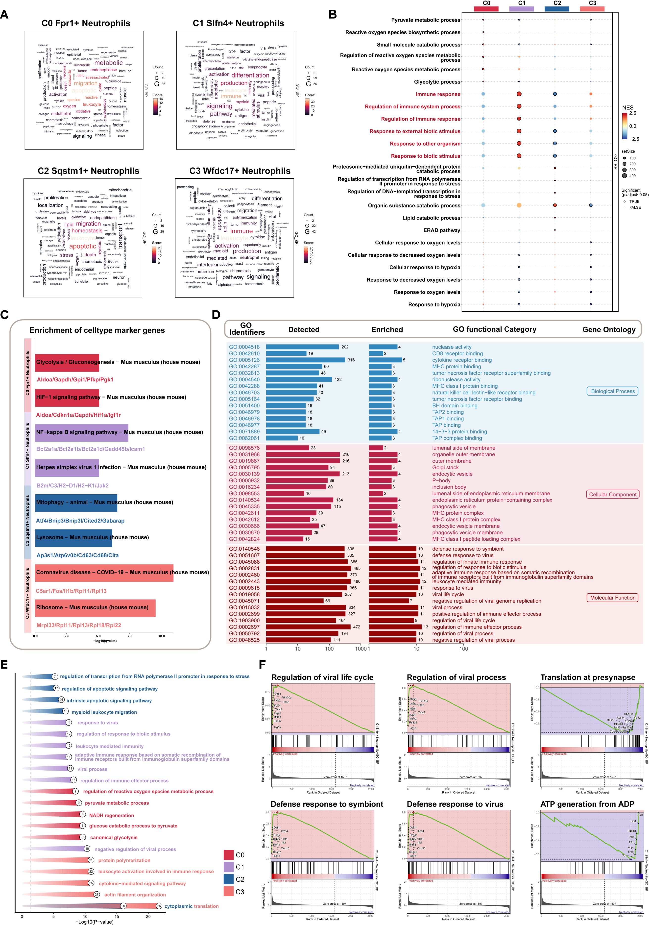 Composite image featuring six panels labeled A to F, displaying various data visualizations. Panel A presents word clouds for four neutrophil clusters. Panel B shows a dot plot highlighting biological processes across clusters. Panel C has a bar chart depicting enrichment of cell type marker genes. Panel D lists GO identifiers with detected and enriched counts. Panel E is a plot illustrating gene expression changes under stress. Panel F includes six line graphs on gene set enrichment analysis focusing on viral processes and ATP generation.