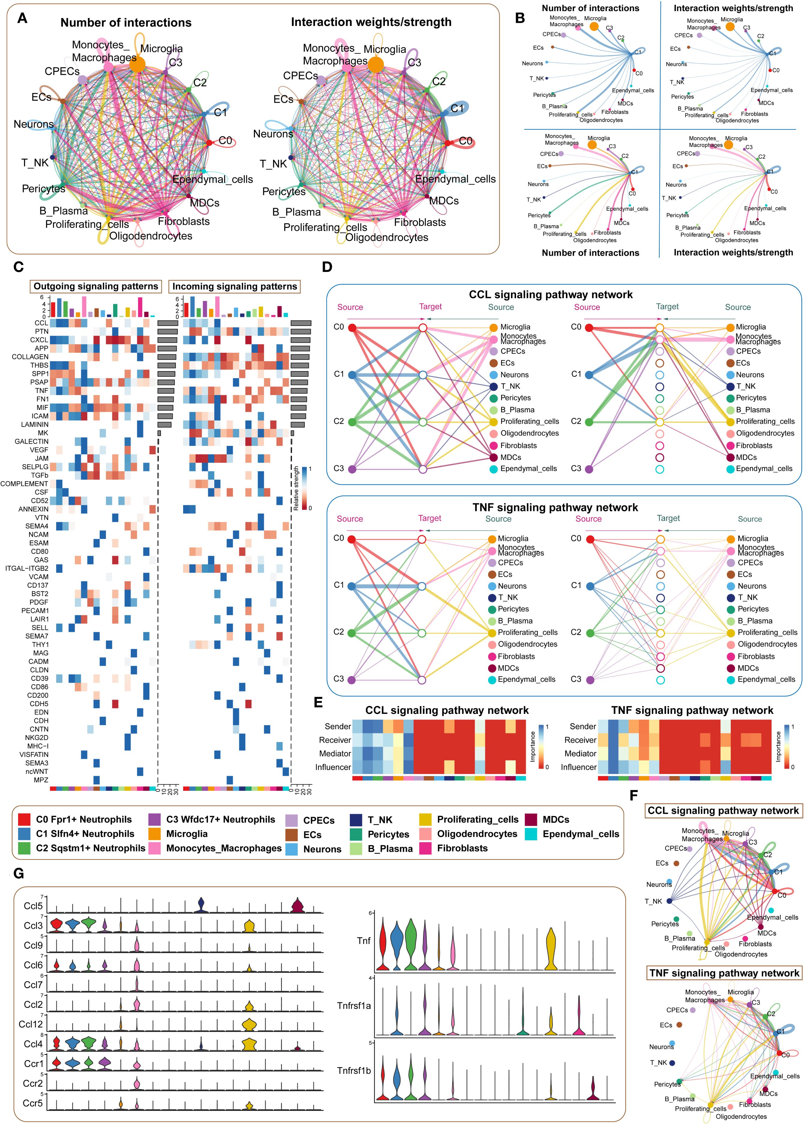Diagram showing various analyses of cellular interaction networks. Panels A and B illustrate interactions and their strengths among different cell types. Panel C displays heatmaps of outgoing and incoming signaling patterns for various genes. Panel D shows CCL and TNF signaling pathway networks with sources and targets. Panel E provides heatmaps categorizing cells as sender, receiver, mediator, or influencer in CCL and TNF pathways. Panel F focuses on the CCL and TNF signaling networks. Panel G includes violin plots for gene expression, indicating distribution across multiple cell types.