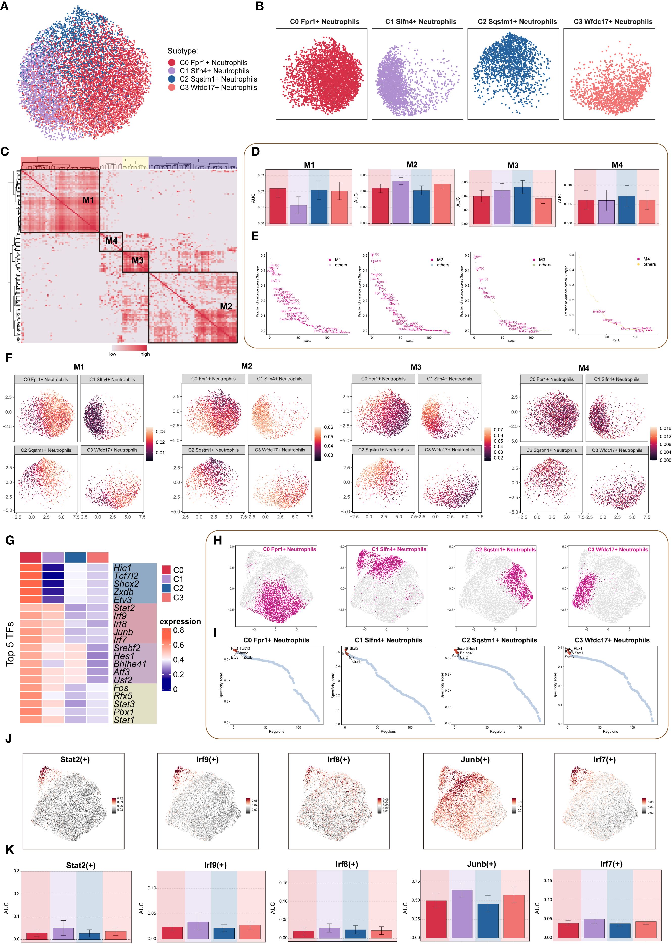 A comprehensive scientific visualization of neutrophil subtypes and their characteristics. Panel A displays a scatter plot of neutrophil subtypes marked with different colors. Panel B shows individual scatter plots for each subtype: C0 Fpr1+, C1 S1n4+, C2 Sqstm1+, and C3 Wfdc17+. Panel C presents a heat map with cluster annotations M1 to M4. Panel D provides bar graphs for each cluster's metrics. Panel E contains line charts comparing M1 and others. Panel F shows scatter plots of subtypes for each cluster M1 to M4. Panel G details a heat map for key transcription factors. Panel H displays scatter plots highlighting cells of interest. Panel I includes graphs depicting distribution metrics for subtypes. Panel J has scatter plots focusing on specific gene expressions, while Panel K presents bar graphs relating to the area under curve metrics for these genes.