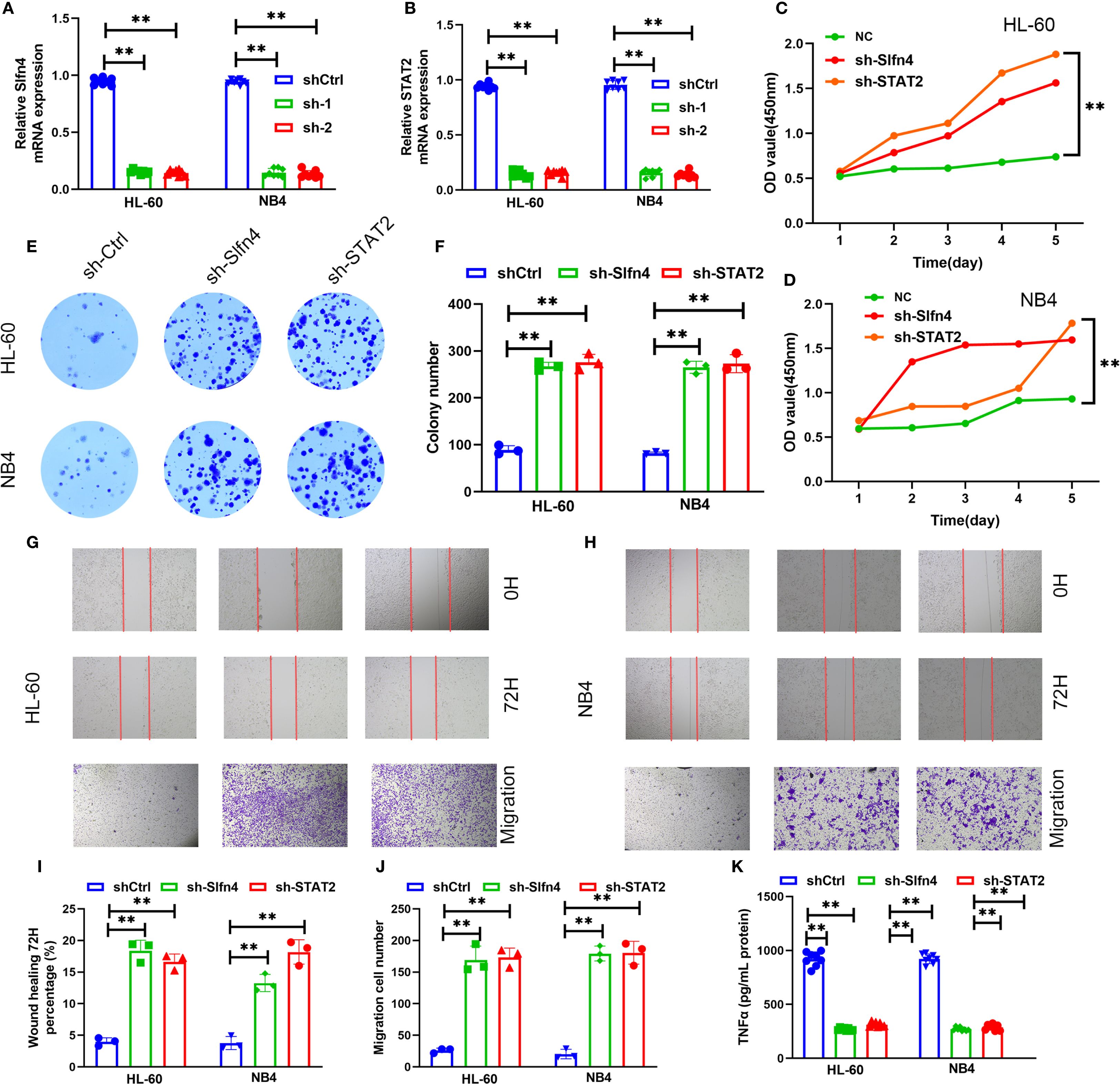 Bar graphs, line graphs, and images depict the effects of different shRNA treatments on HL-60 and NB4 cells. Panels A and B show mRNA expression levels of Slfn4 and STAT2. Panels C and D display growth curves. Panel E shows colony formations, quantified in F. Panels G and H illustrate wound healing over time. I and J present wound healing and migration data. Panel K shows TNFα levels. Significant differences are marked with asterisks.