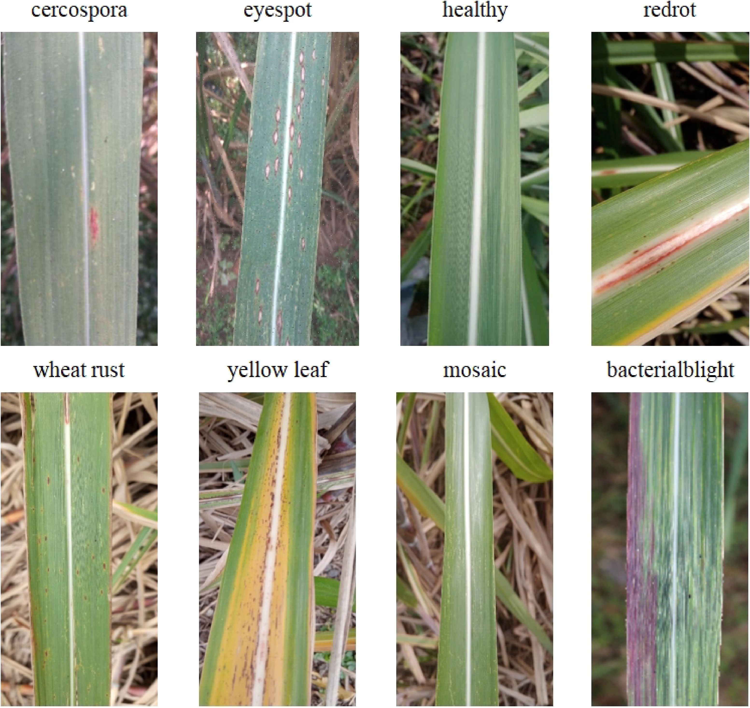 Eight images of plant leaves showing different conditions. Top row: cercospora infection with dark spots, eyespot with circular lesions, a healthy green leaf, and redrot with a red streak. Bottom row: wheat rust with brown spots, yellow leaf disease showing discoloration, mosaic disease with mottled patterns, and bacterial blight with purple streaking.