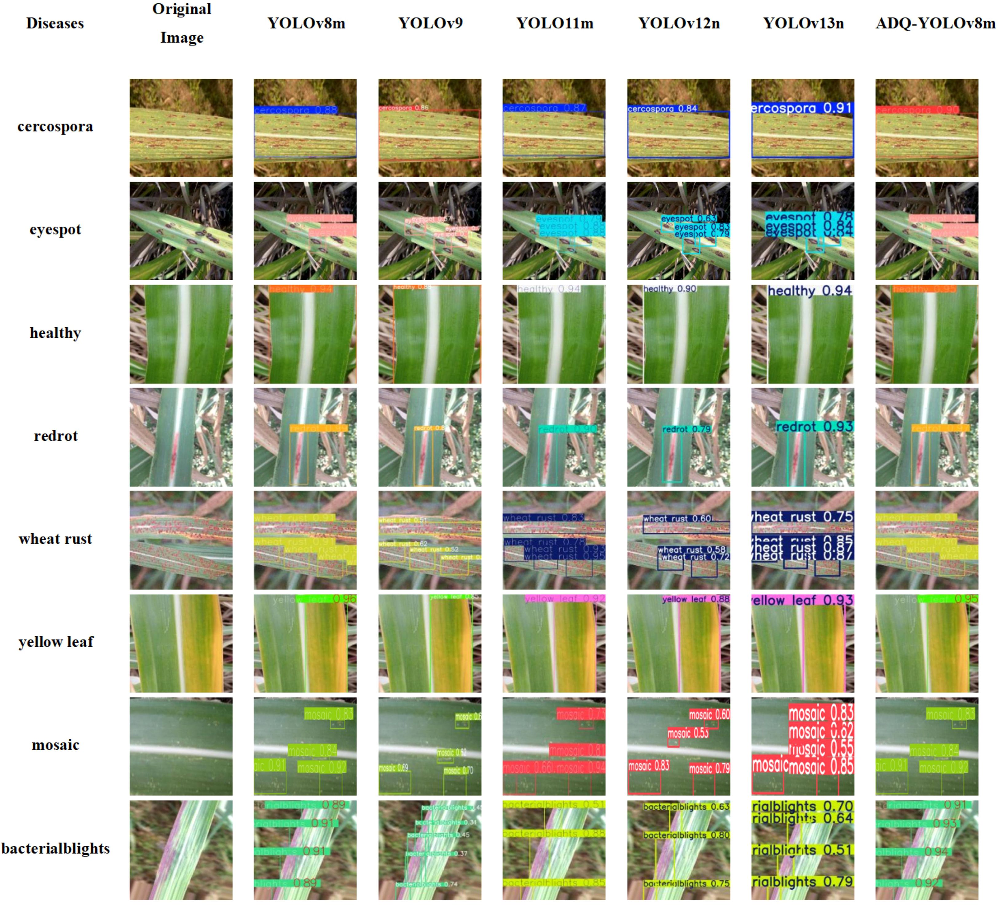 A grid of plant images showing disease identification using various YOLO versions. Each row represents a specific disease such as cercospora, eyespot, redrot, wheat rust, yellow leaf, mosaic, and bacterial blights, with corresponding columns for YOLOv8m, YOLOv9, YOLO11m, YOLOv12n, YOLOv13n, and ADQ-YOLOv8m. Each image is labeled with the detected condition and a confidence score.