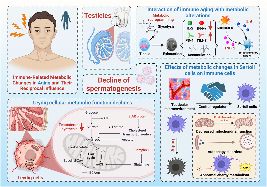 Illustration depicting the relationship between immune-related metabolic changes in aging and their effects on reproductive health. It includes diagrams of testicles, Leydig cells, and Sertoli cells, highlighting the decline in spermatogenesis and Leydig cell function. There is also a depiction of immune aging interactions with metabolic alterations, involving T cells, macrophages, and pro-inflammatory responses. The effects of changes in Sertoli cells on immune cells are shown, with focus on decreased mitochondrial function, autophagy disorders, and abnormal energy metabolism. Key processes such as glycolysis and testosterone synthesis are noted.