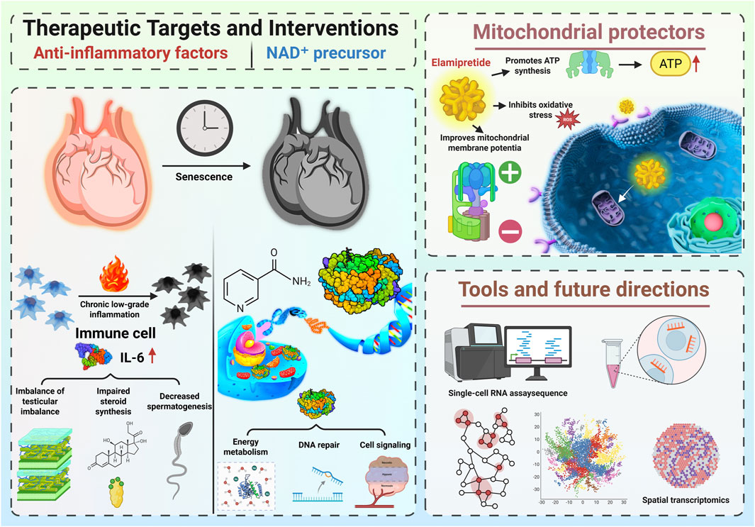 Illustration detailing therapeutic targets and interventions in anti-aging research. It includes anti-inflammatory factors, NAD+ precursors, mitochondrial protectors, and future tools. Features depict a heart with senescence, immune cell inflammation, chemical structures, mitochondria with elamipretide effects, and potential testicular imbalances. Future directions show single-cell RNA sequencing and spatial transcriptomics.