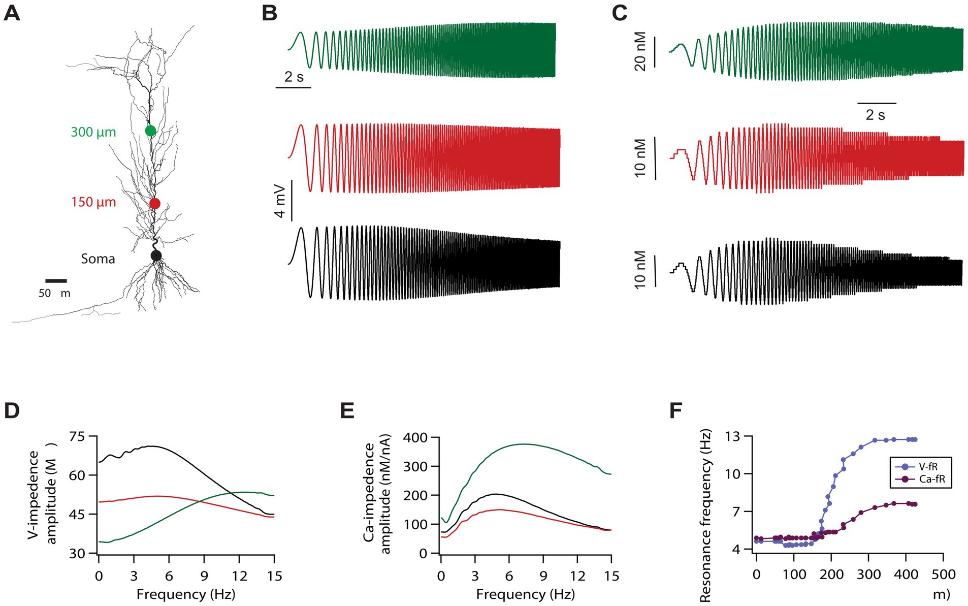 Diagram of electrophysiology data from neuron studies. Panel A shows a neuron diagram with recording sites labeled the soma and at 150 and 300 microns from the soma. Panels B and C display voltage and calcium responses over time in different colors, corresponding to distance from the soma and concentrations. Panels D and E are graphs of voltage and calcium impedance amplitude against frequency. Panel F plots resonance frequency versus distance from the soma, contrasting voltage and calcium resonance.